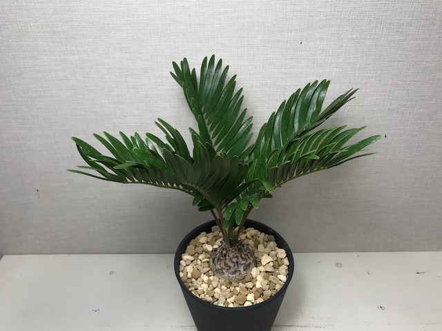 ザミア フロリダーナ