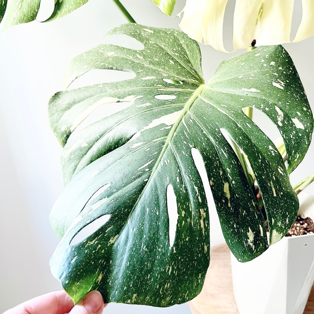 斑入りモンステラ タイコンステレーション｜美斑・ボリューム株