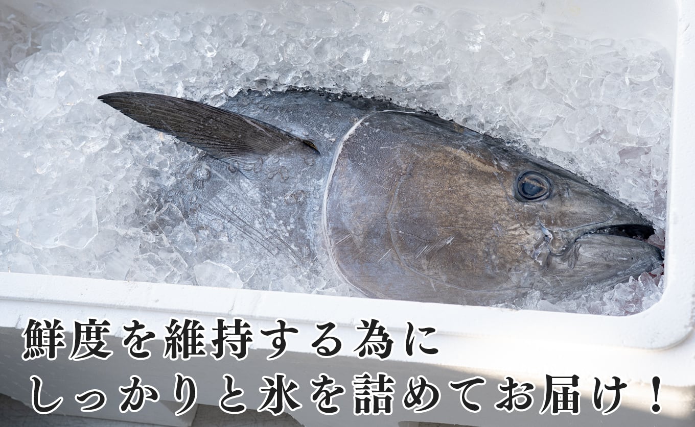 大月町産 養殖本マグロまるごと1本（50kg以上） | 高知県大月町