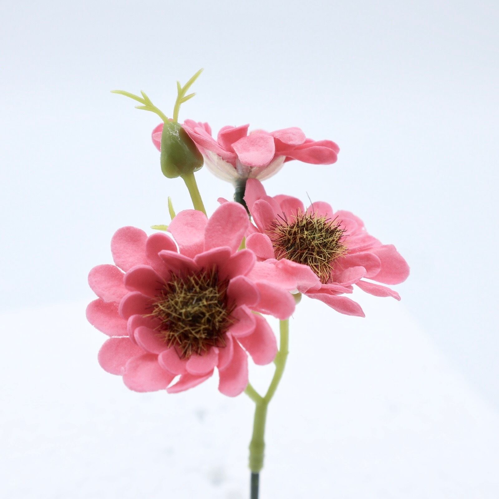 デイジーI-P7 ニューヨークピンク (15輪入りor25輪入り)