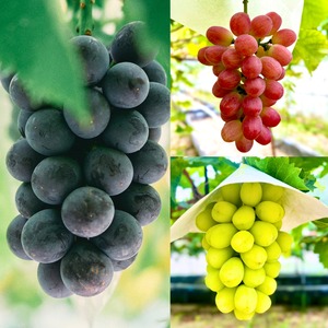 【贈り物に】夏ぶどう｢あづましずく｣＋おまかせぶどう2種