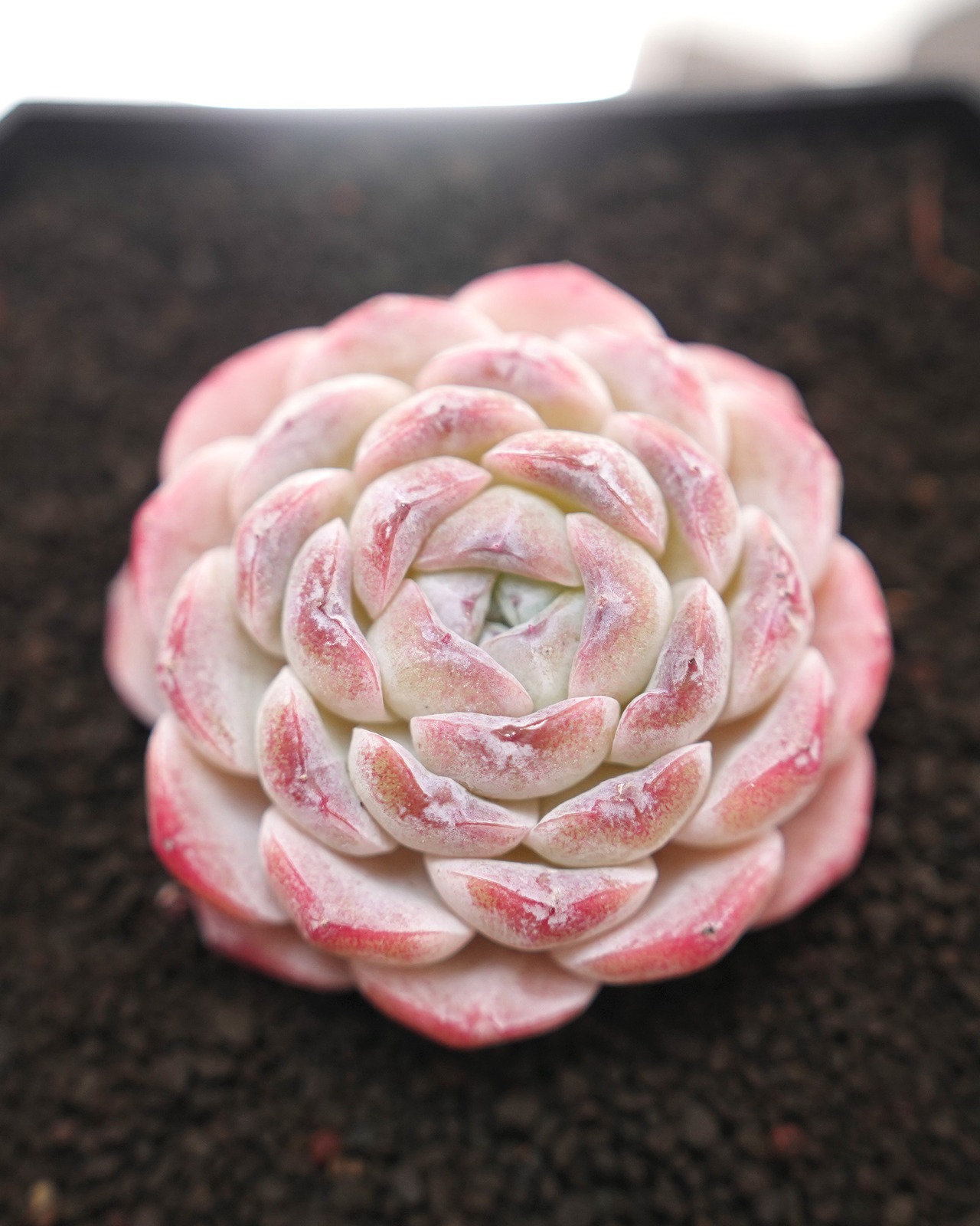カット苗 スノーフェイス Echeveria 'Snow Face'