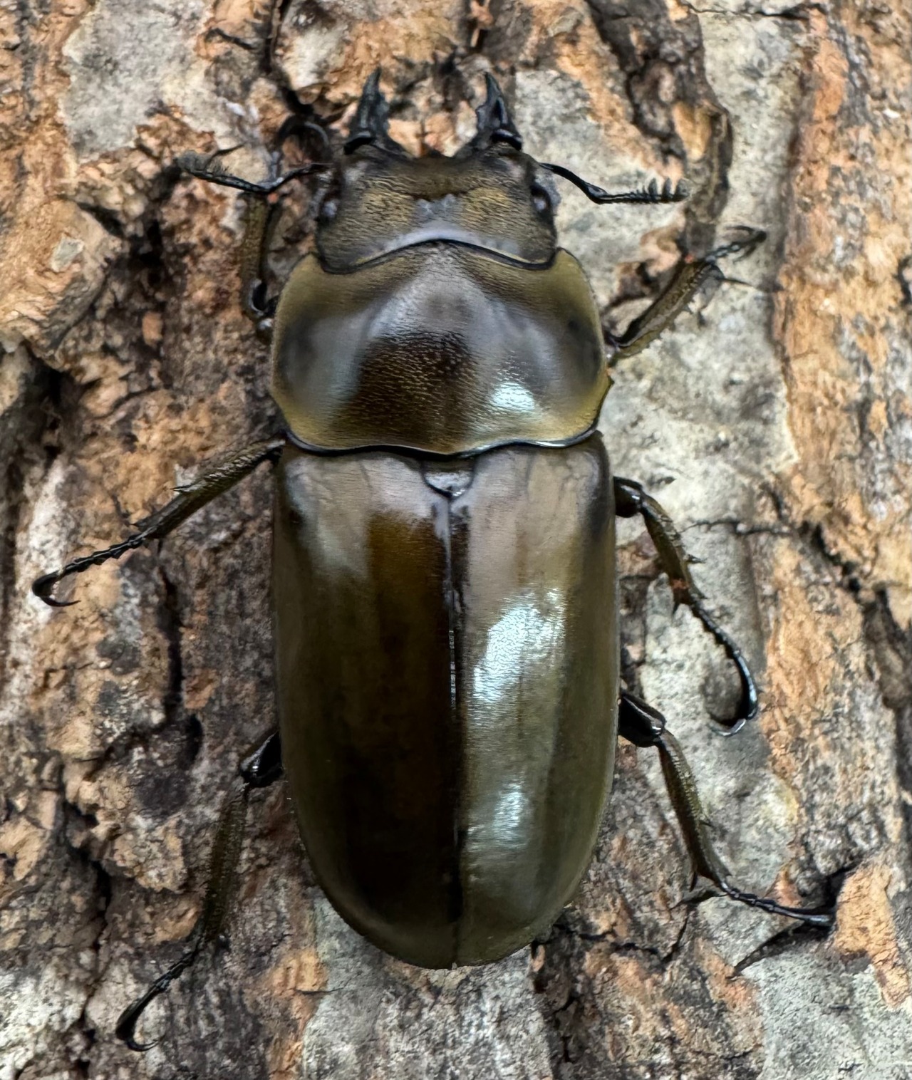 【F0】《ローゼンベルグオウゴンオニ 65mm ペア》