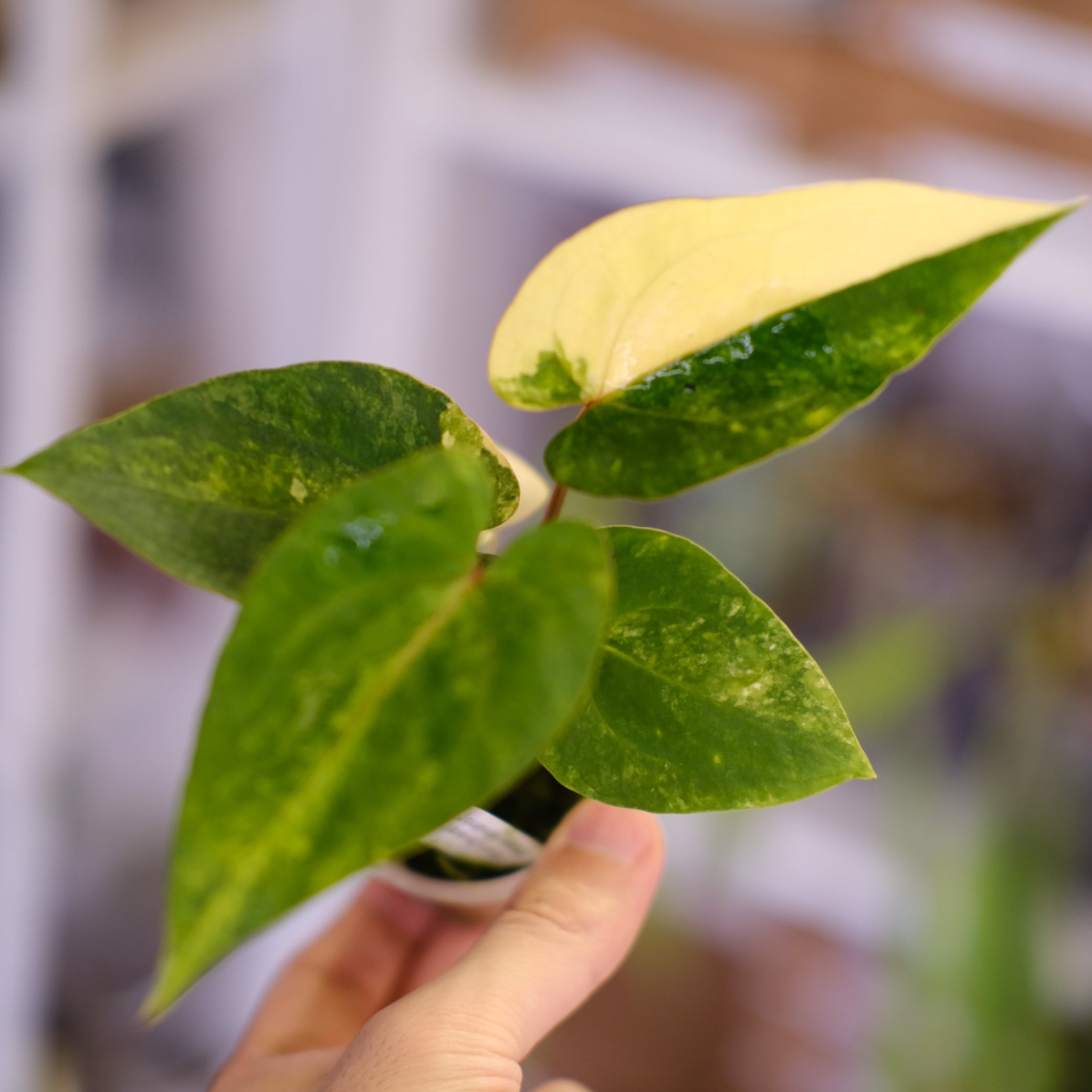 アンスリウム / Anthurium | tokyoplants (トーキョープランツ)｜希少