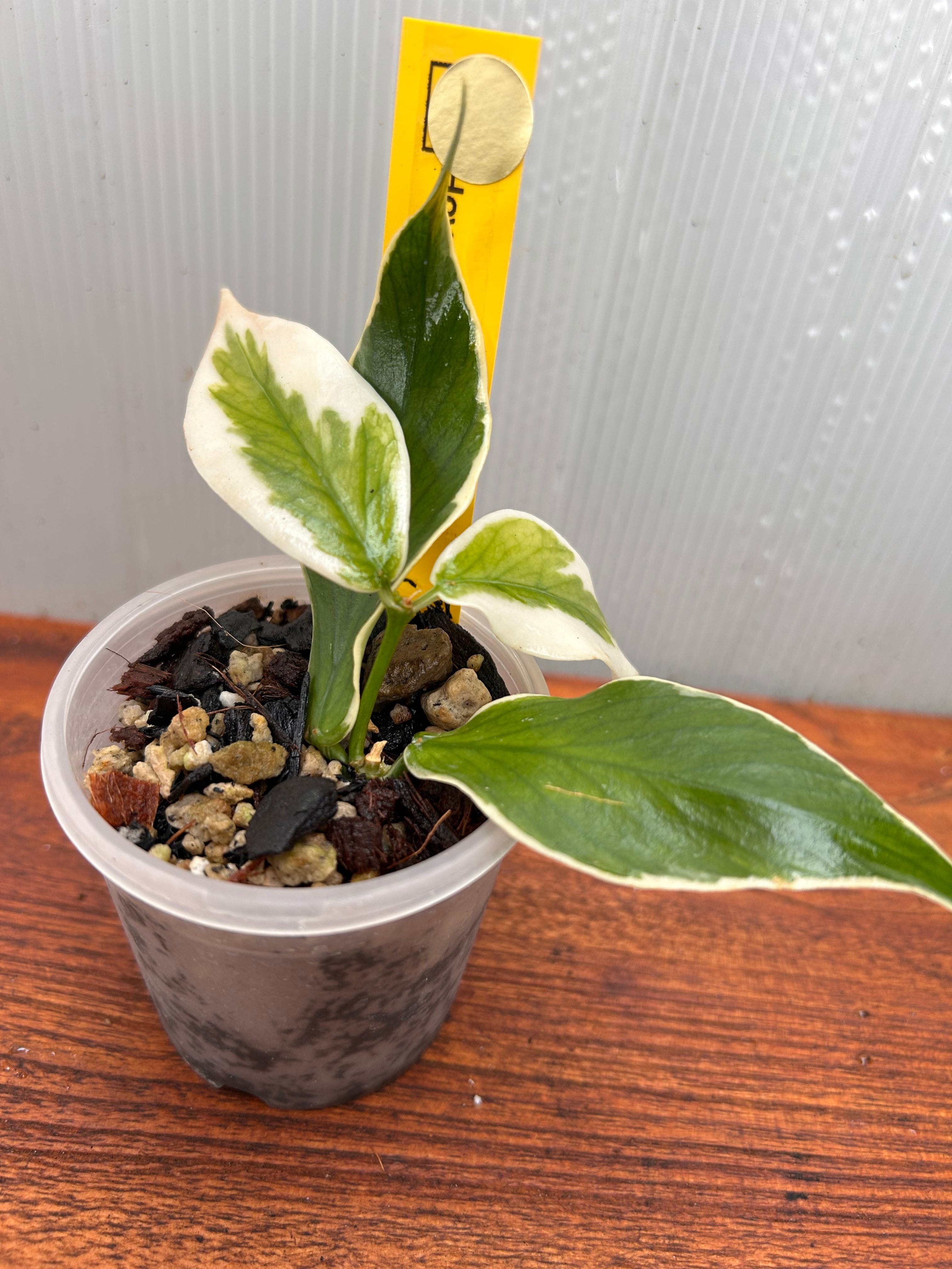 Hoya | BALI-AN 園芸