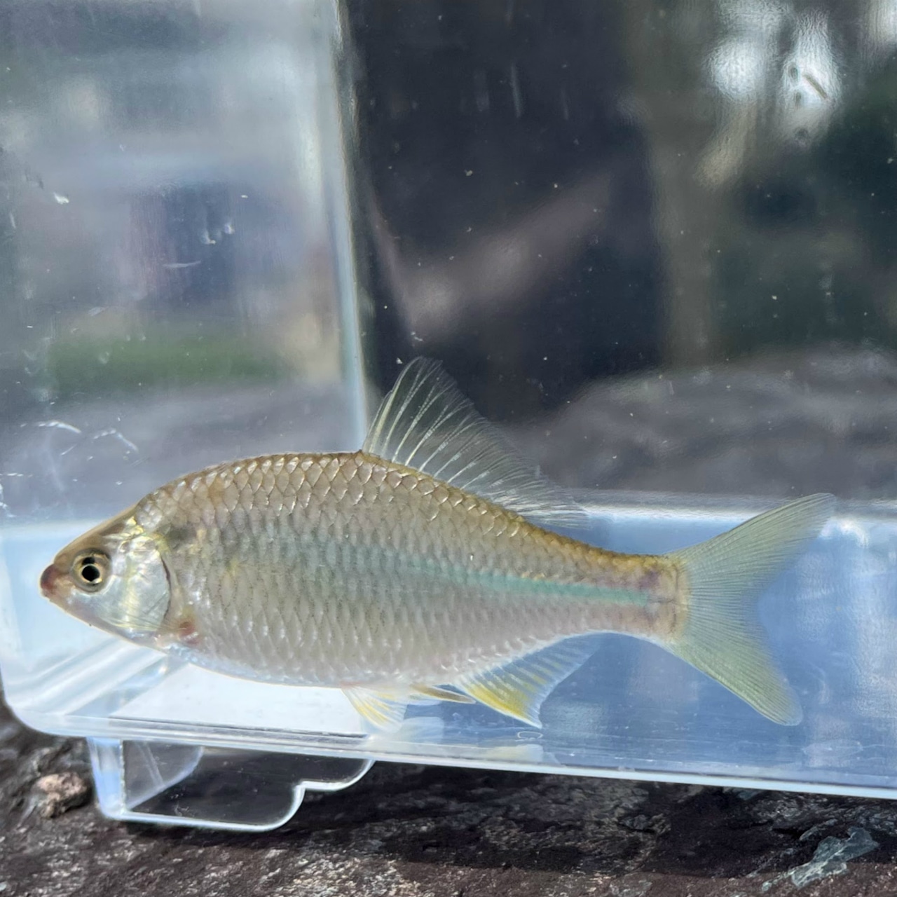 ※セット販売※(淡水魚)カネヒラ (5〜8cm±)(メス・3匹)【生体】