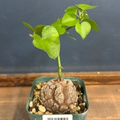 ディオスコレア　エレファンティペス　亀甲竜　実生選抜【347】