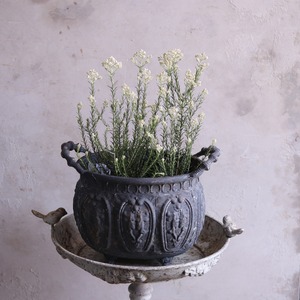 mondimanche 花付き苗木　ライスフラワー　ホワイト｜切花に使える木　お庭や寄せ植えメインにオススメ　低木　