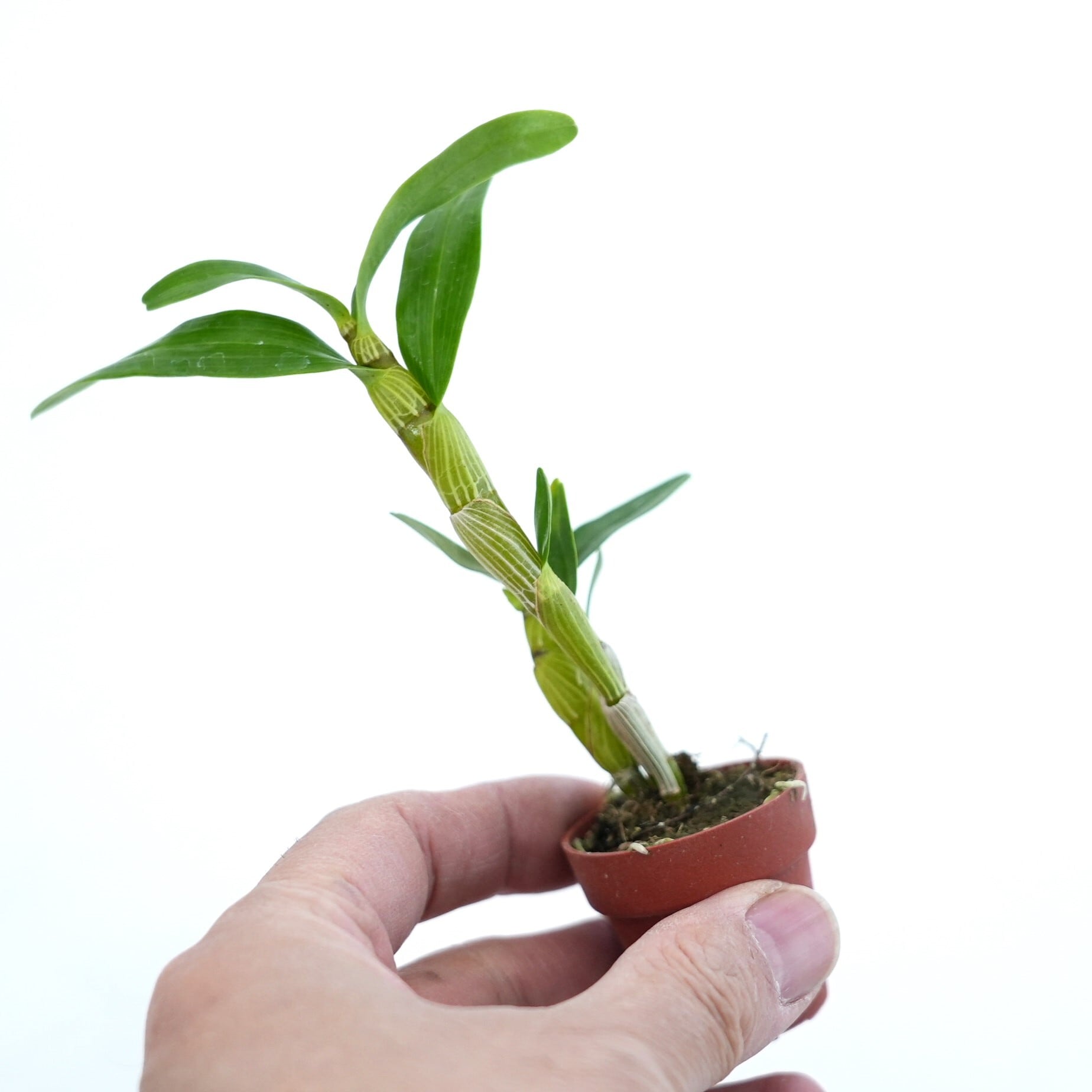 デンドロビューム 桜蘭 Sakuran【着生ラン】苔テラリウム用ミニミニ