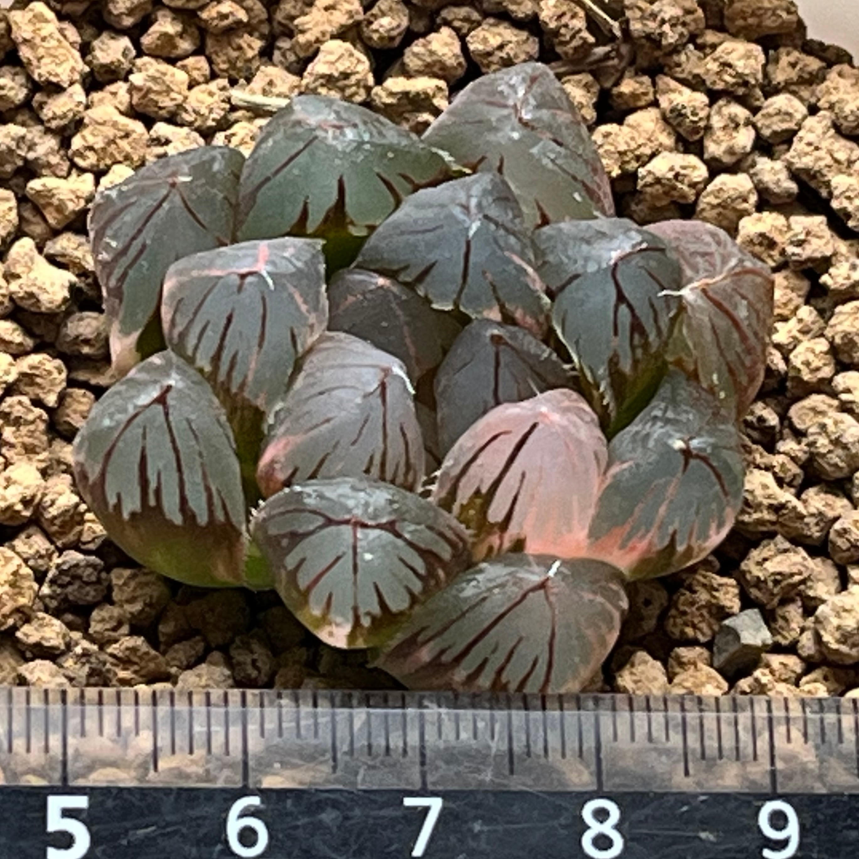 49g 多肉植物　ハオルチア　紫王オブツーサ錦糊斑　自家繁殖　鉢植え発送 ハオルチア 紫王 オブツーサ錦 | mocono_plants