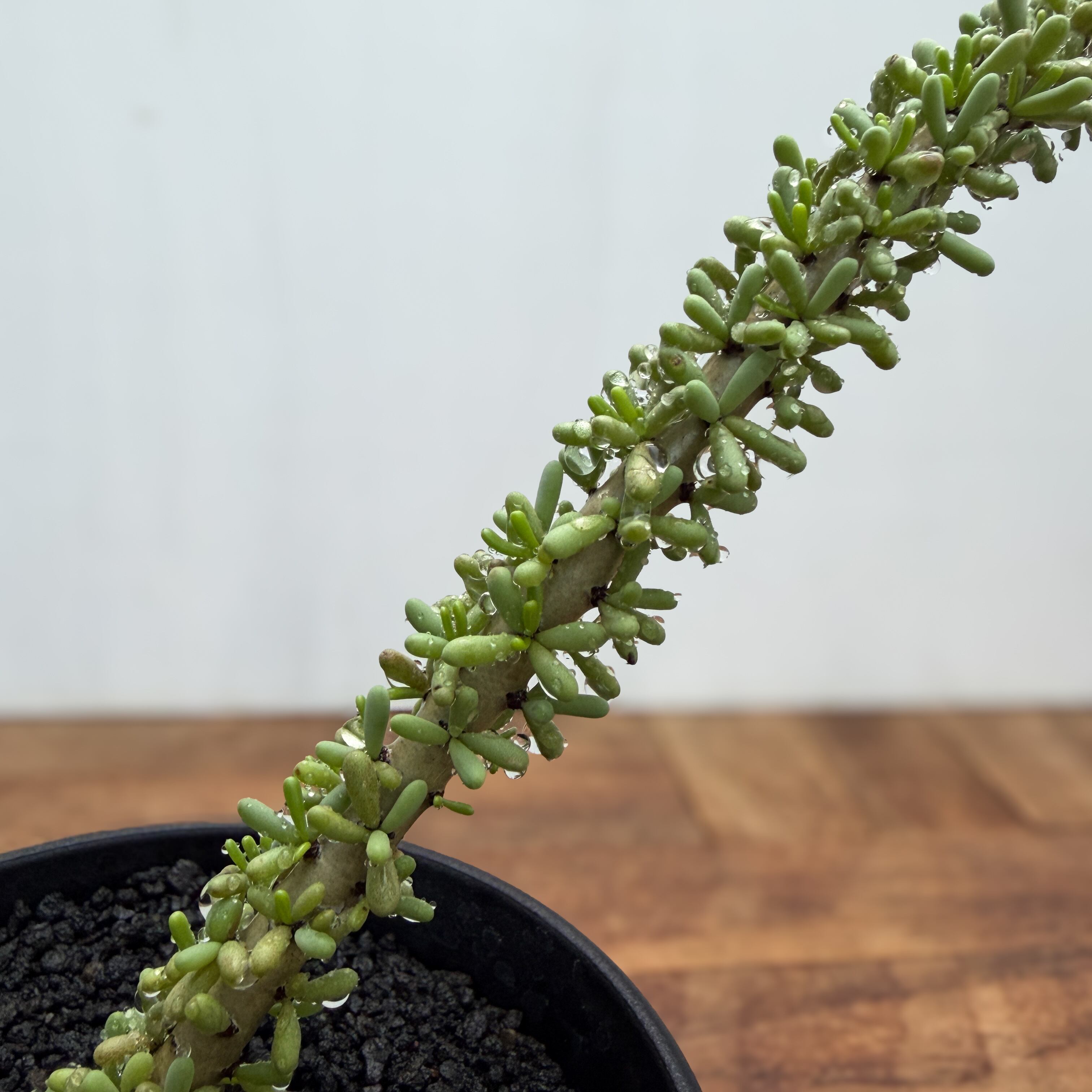 Ceraria namaquensis【ケラリア・ナマクエンシス】 | RIMO'S GREEN