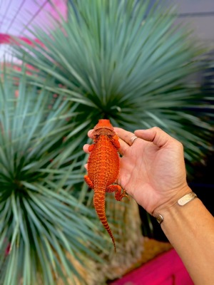 フトアゴヒゲトカゲ・レッドモンスター・ダークレッド♀（国内CB）