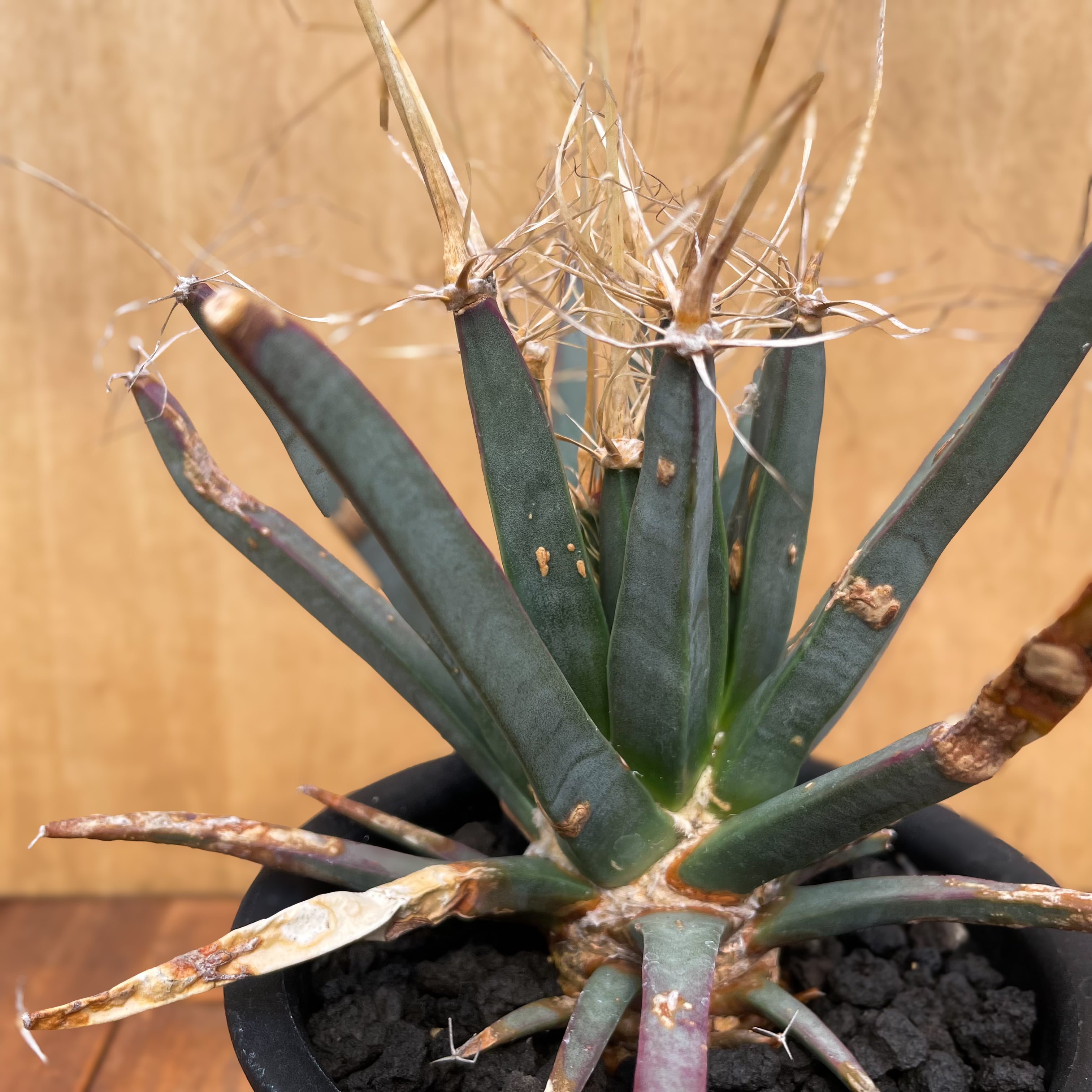 Leuchtenbergia principis【レウクテンベルギア・晃山・実生