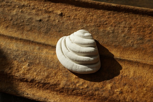 フロリダ産セキトリハナガイ化石　Lirophora latilirata 1527