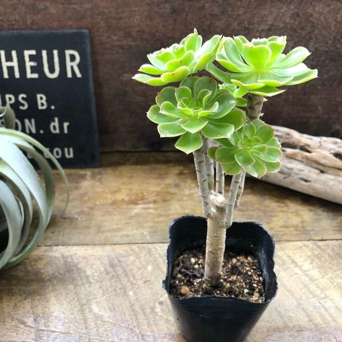 緑法師 立派 ユニークな多肉植物 黒法師 | 植物の店ベリー