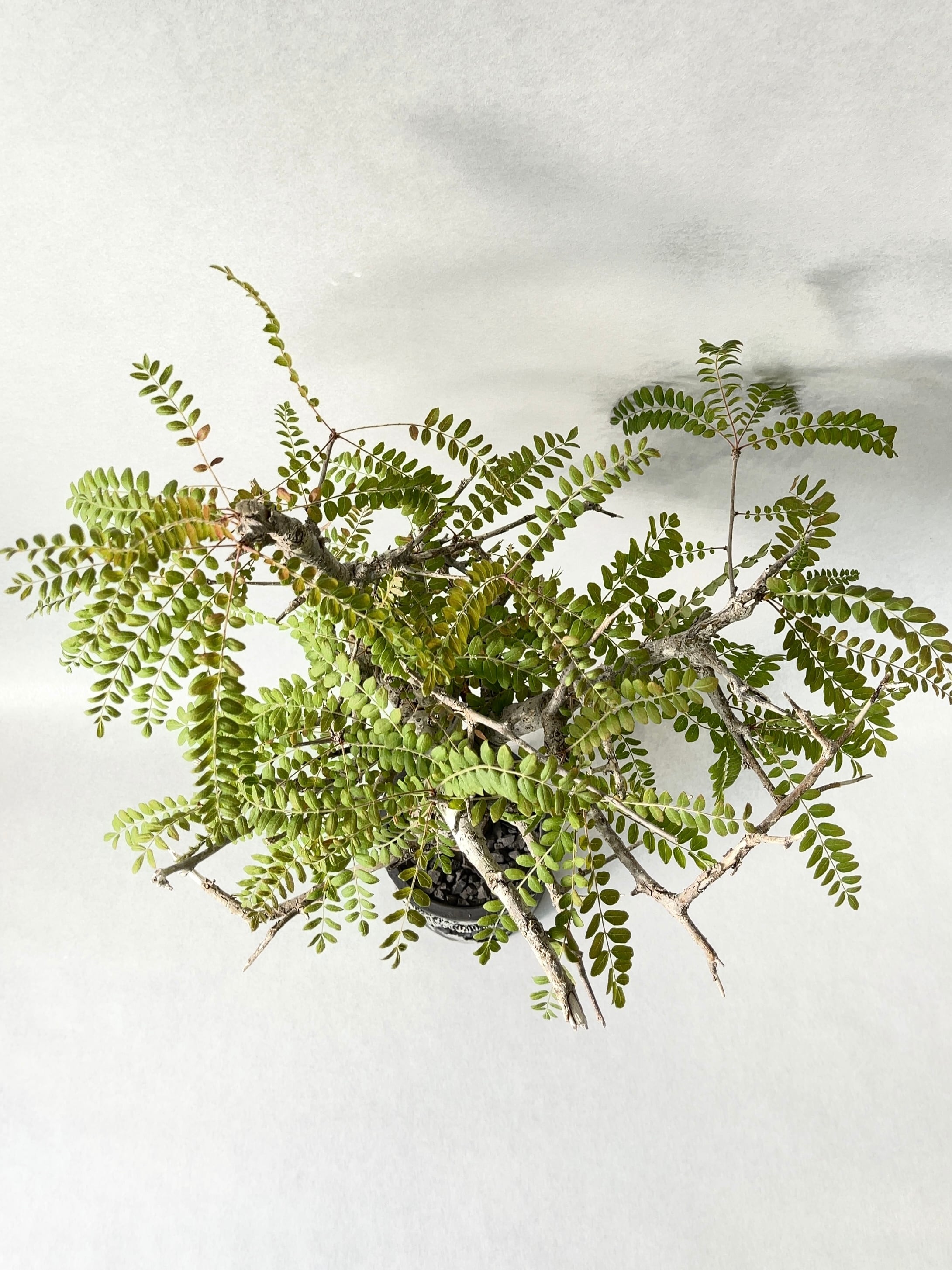 ボスウェリア・ネグレクタ | trigger