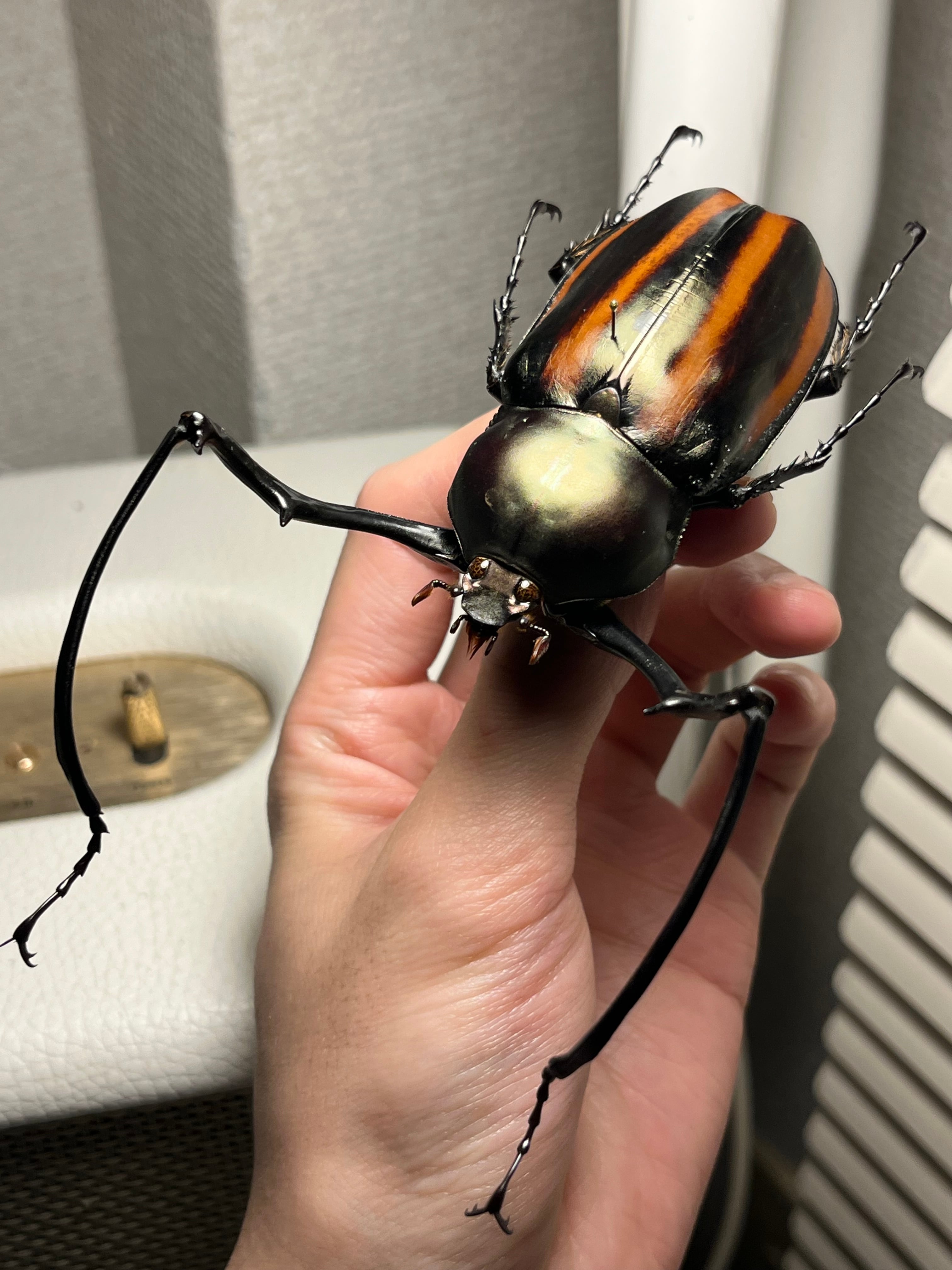 手長黄金最高峰】セスジドウナガテナガコガネ 特大標本 プラチナコガネ