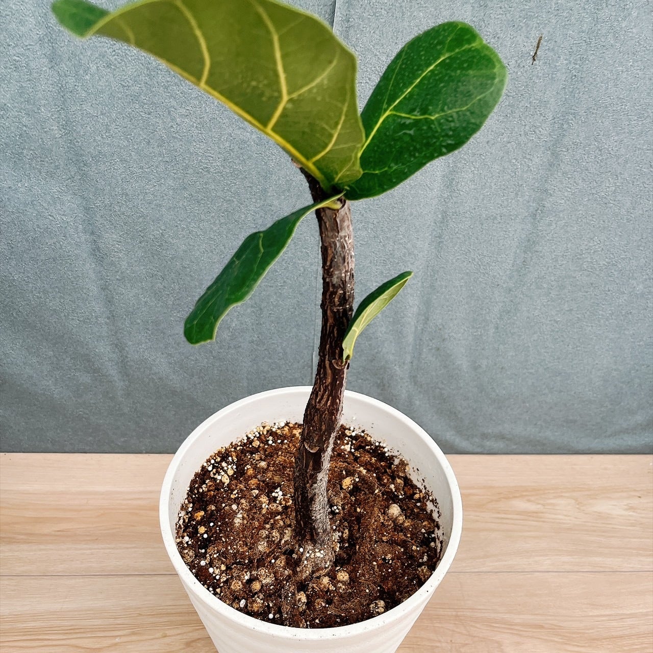 現品］5番 カシワバゴムノキ フィカス リラータ 曲がり 7号 観葉植物