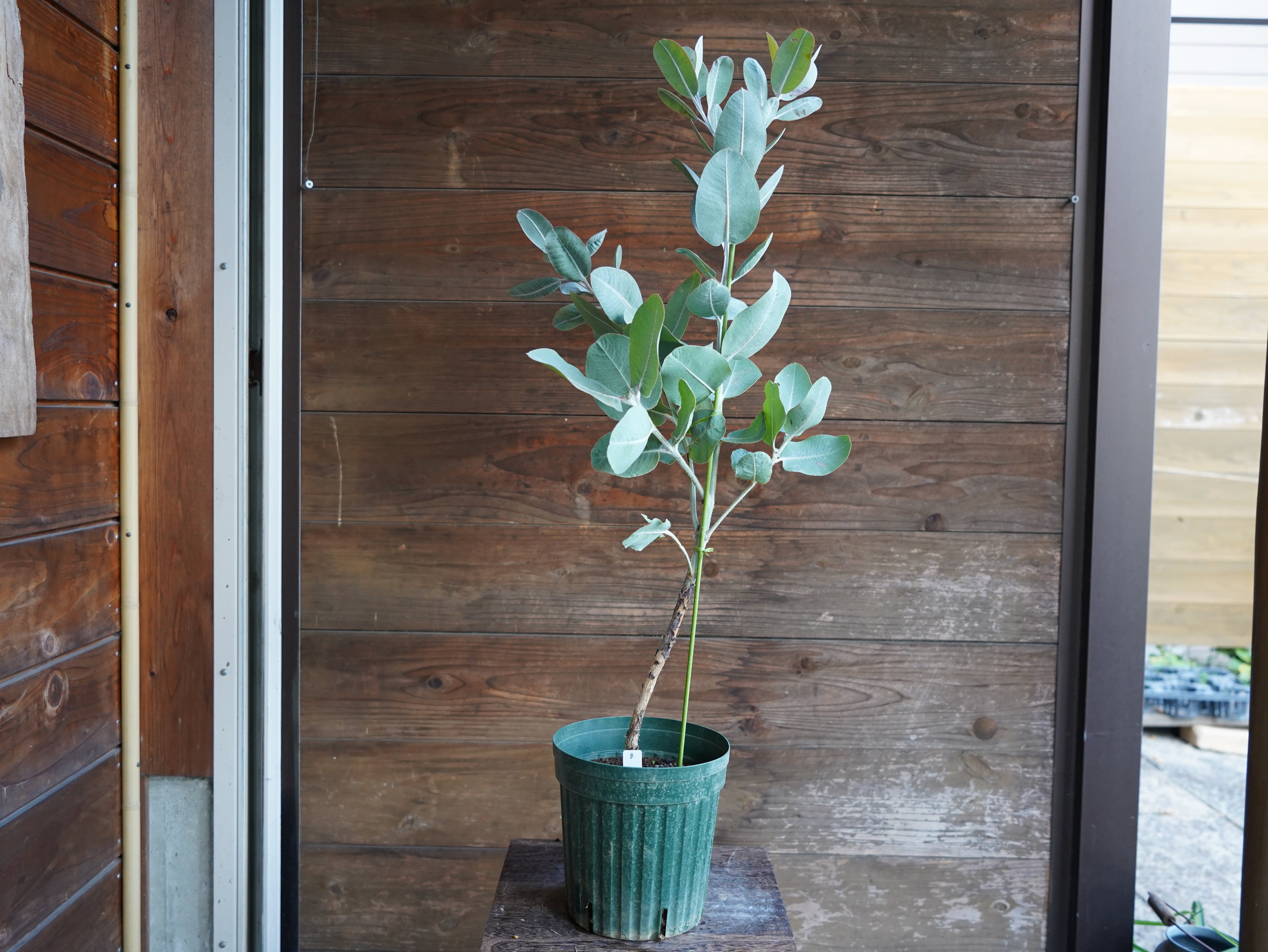 【現物】ユーカリ　”プレウロカルパ”　B