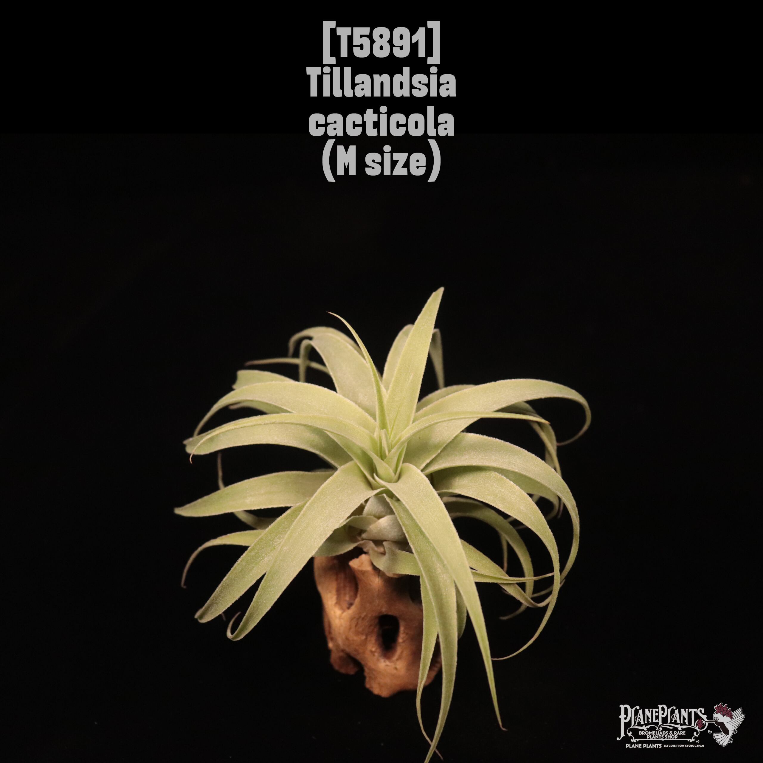 Tillandsia cacticola M〔ティランジア〕T5891