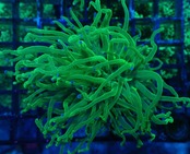 【現地買付】GreenTorch 3