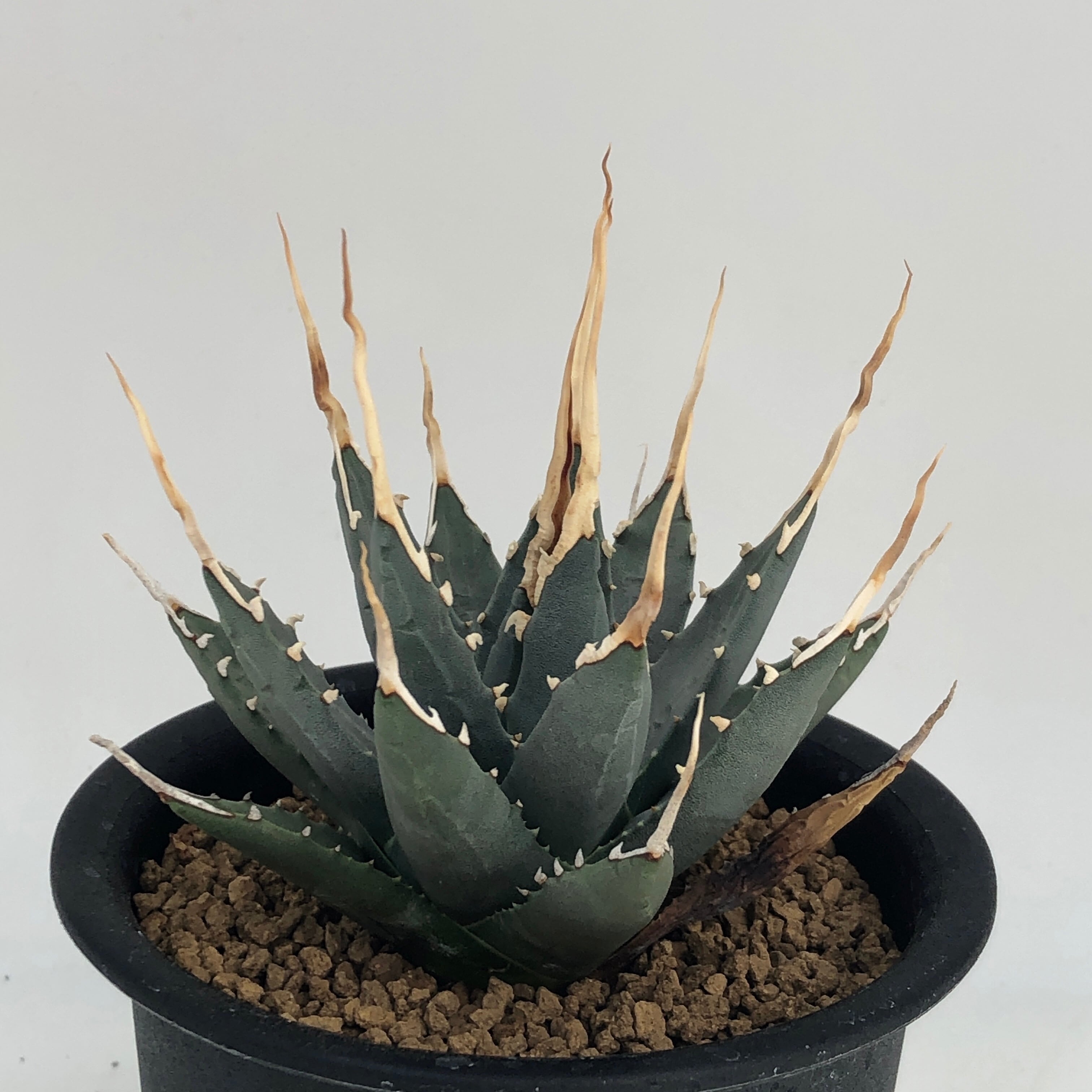 5d820bde2e318a9e37598d4ce6ff65