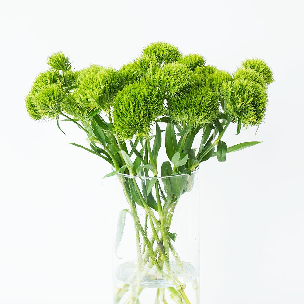 テマリソウ レディイングリーン 10本 送料込 よいはな Yoihana 最高品質のお花をお届けするネット通販 テマリソウ レディイングリーン 10本 送料込 よいはな Yoihana 最高品質のお花をお届けするネット通販