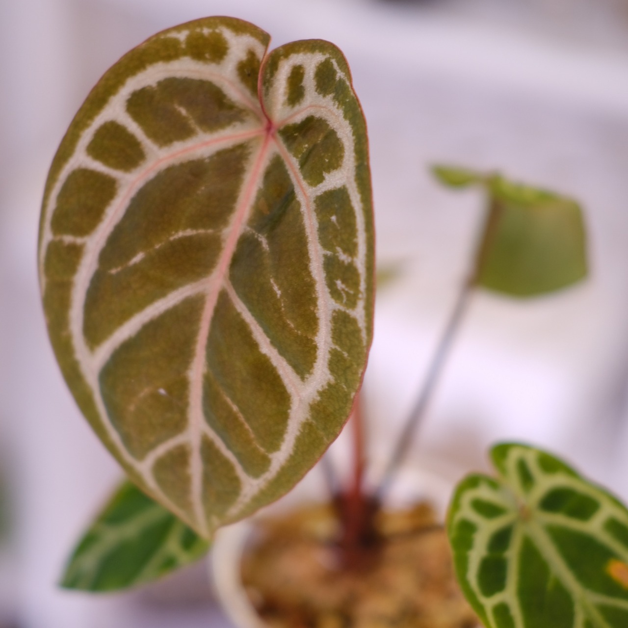 Anthurium. SKG Pink Lemonade × A.Zara Michelle⑥│アンスリウム ピンクレモネード × ザラ ミシェル│観葉植物