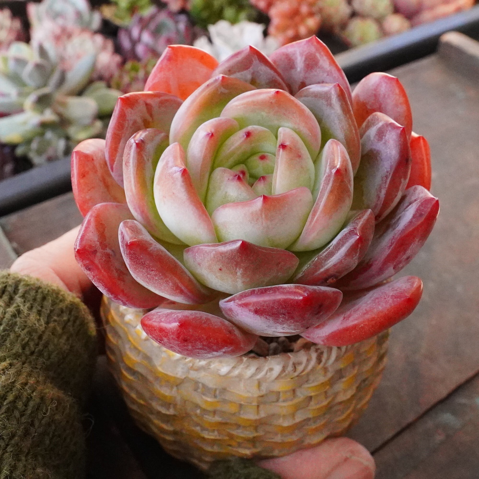 多肉植物　韓国苗　ビアント　発根済み ビアント 韓国苗 | RuPo 多肉植物専門店