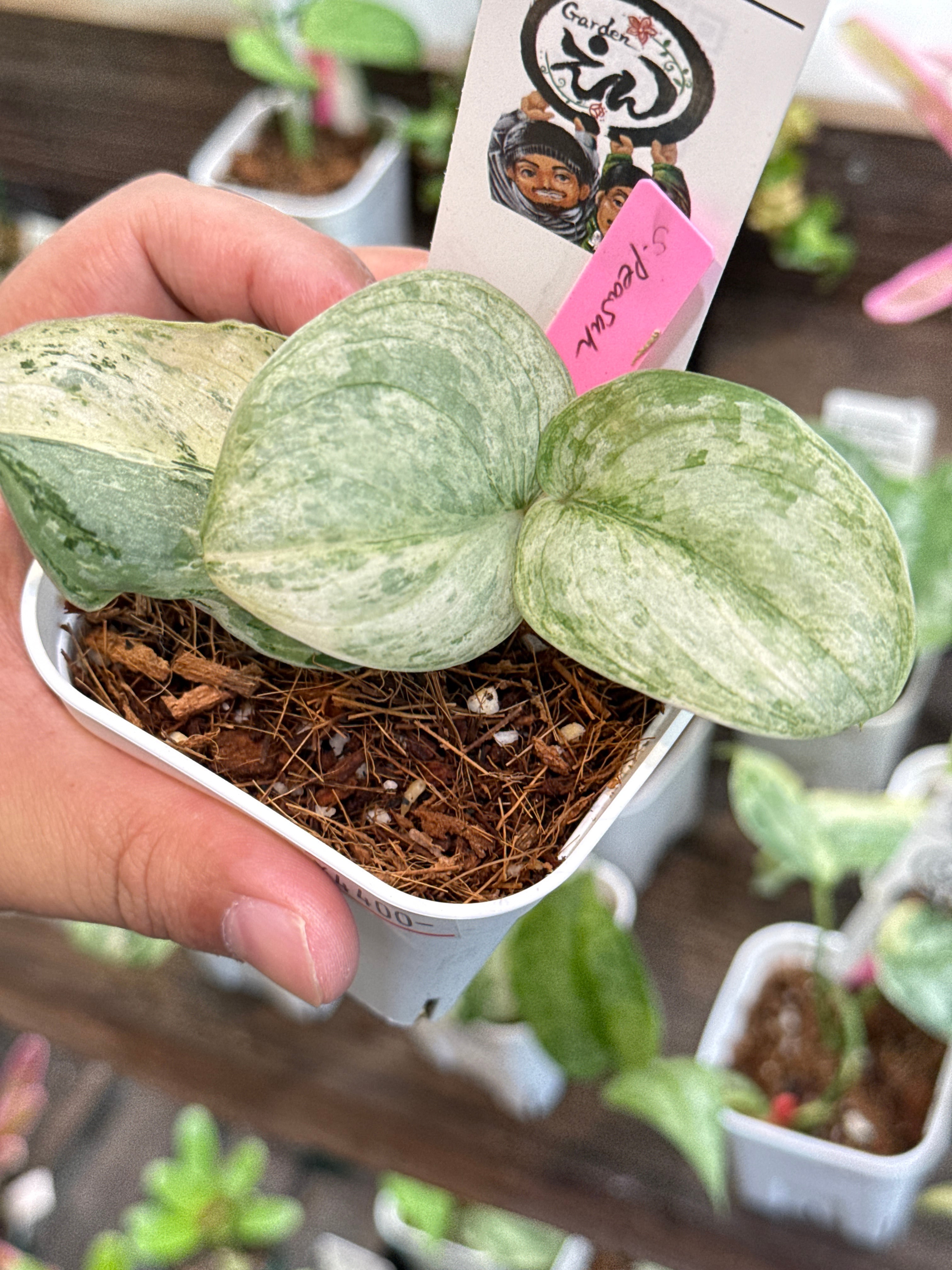 Gardenえん 【観葉熱帯植物】