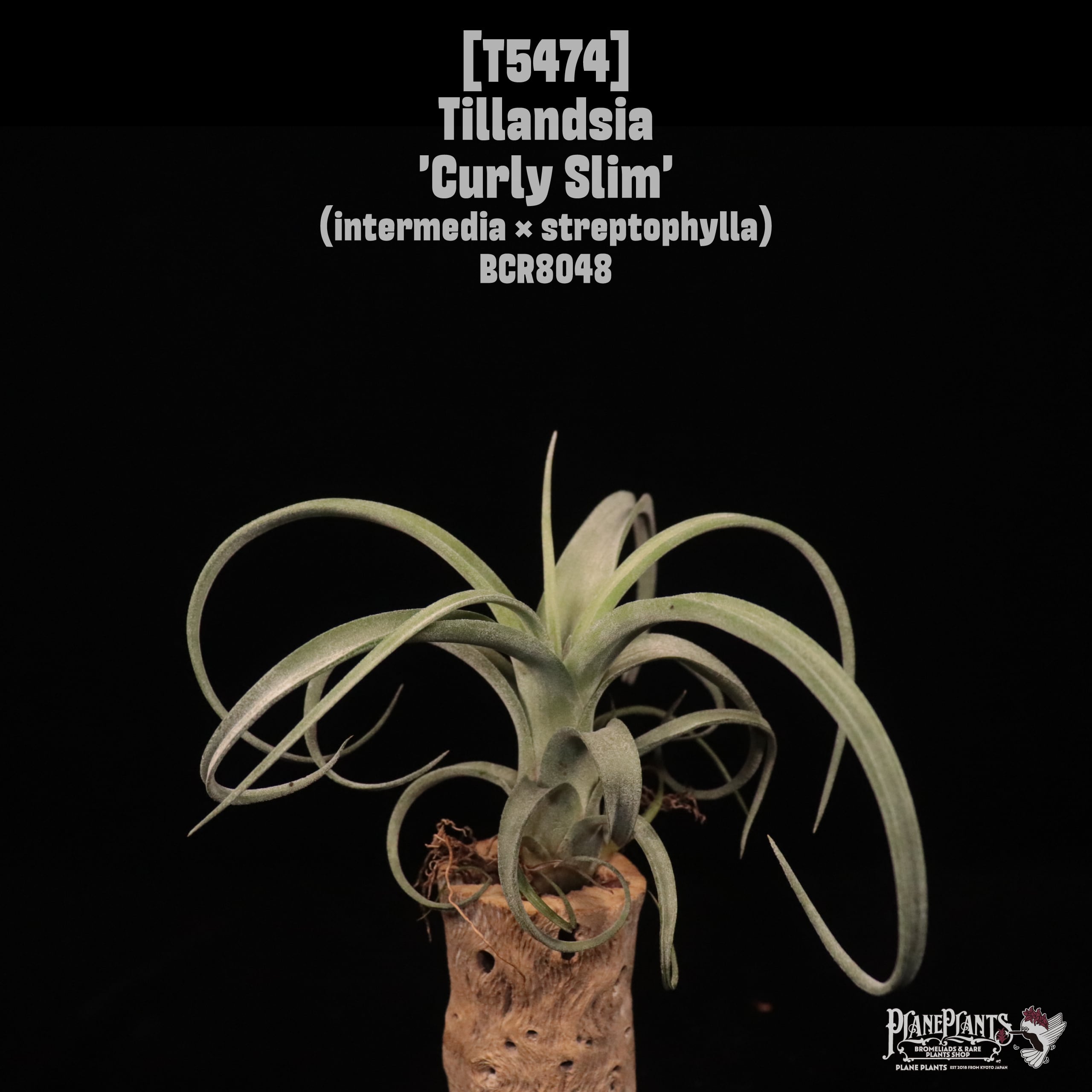 A B C | plane plants