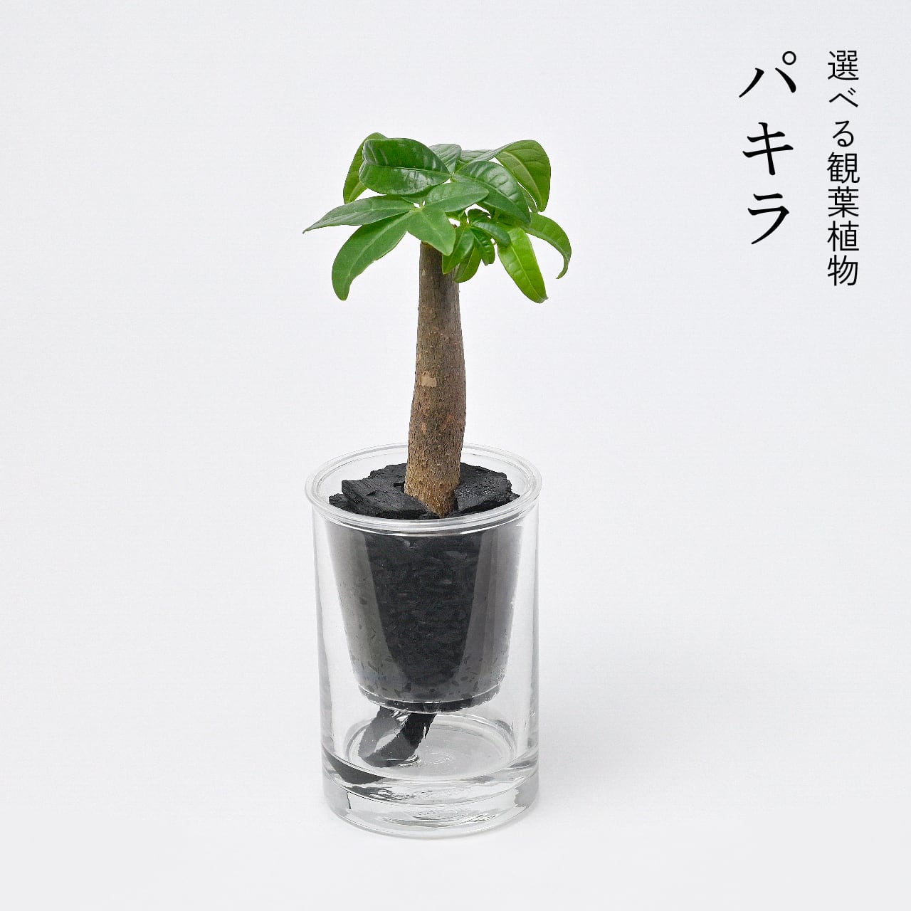炭の樹 フルセット | sumino