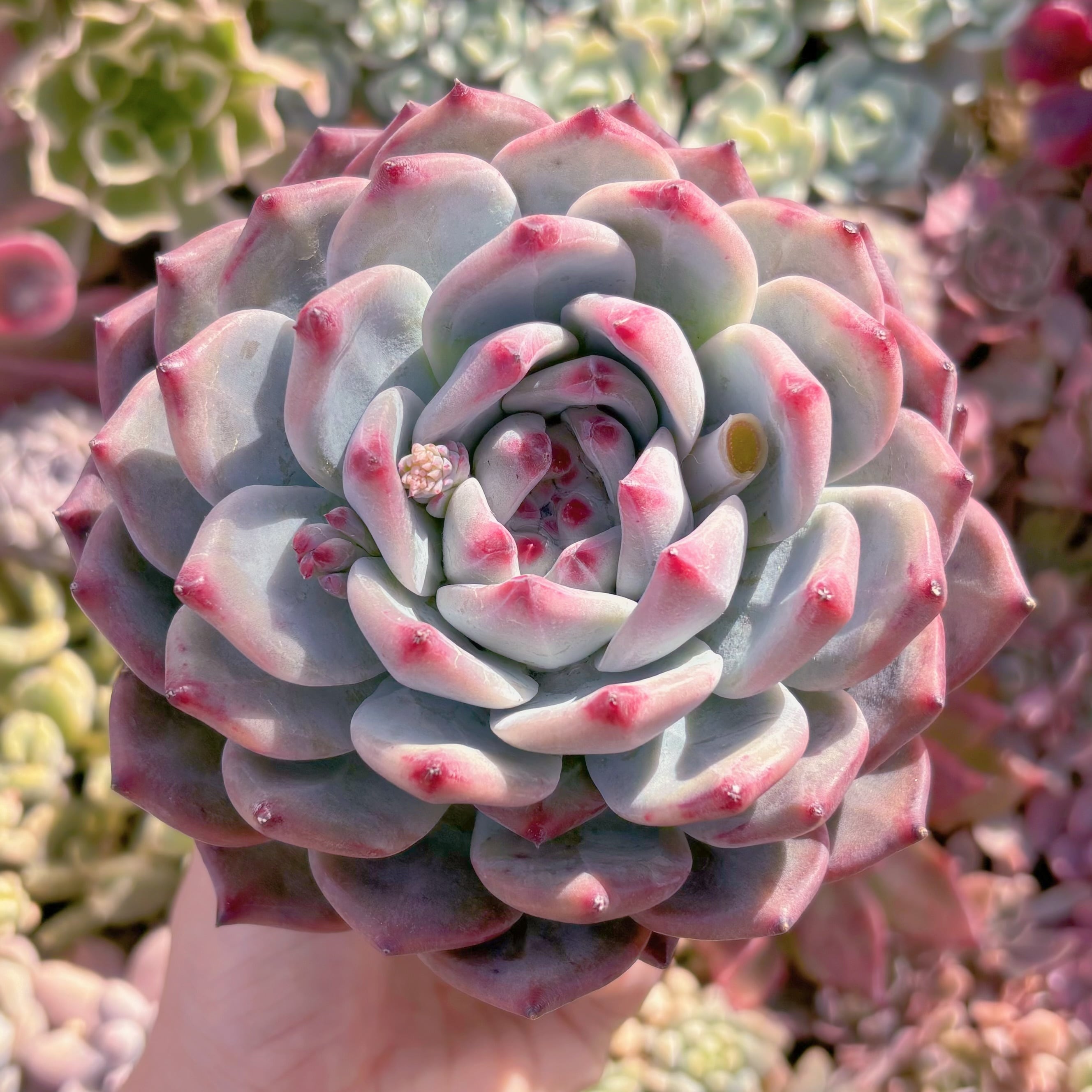 現品　ダイヤモンドコロラータ#888　大苗　るる農園