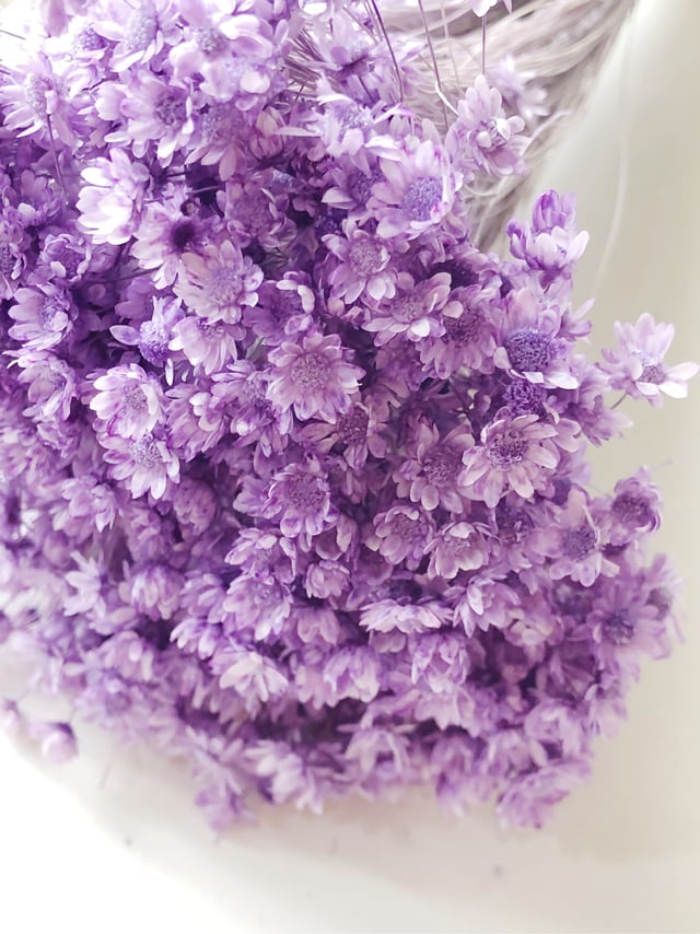 シェア花材☆スターフラワー・ミニ ライトパープル