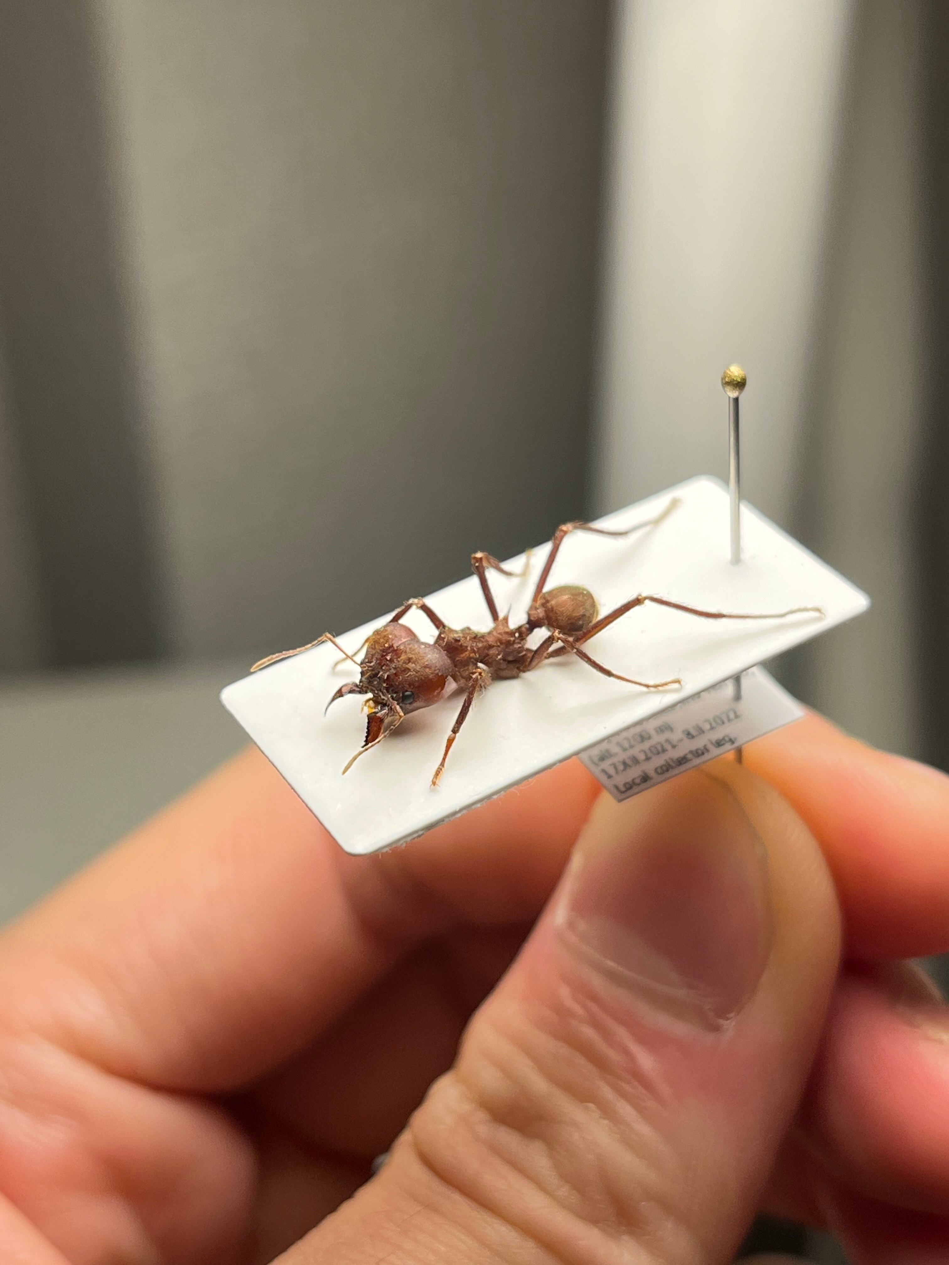 ホンウロコアリ Daceton パラポネラ あり 蟻 サシハリアリ クワガタ