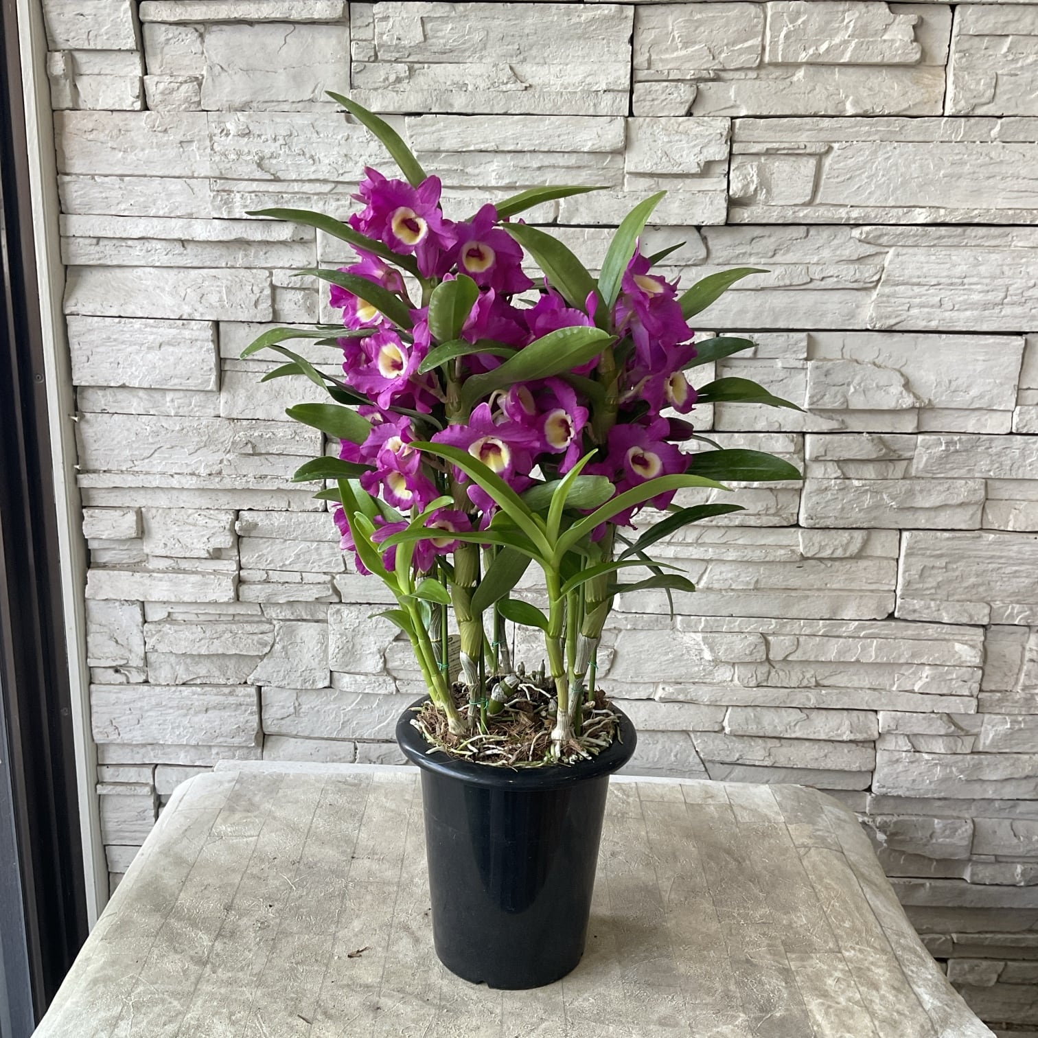 デンドロビウム 赤い鳥 ピンク 6寸鉢 | 橋本種苗園