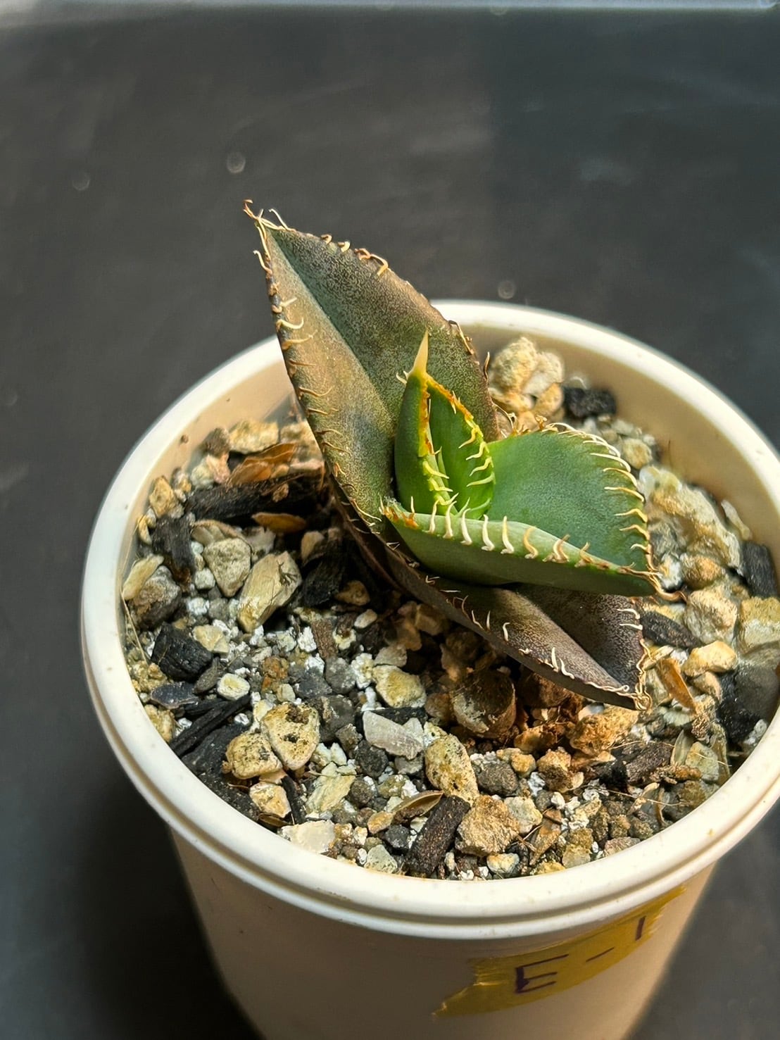 【 E-1 】oteroi seedling ①