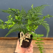 トキワシノブ【550】