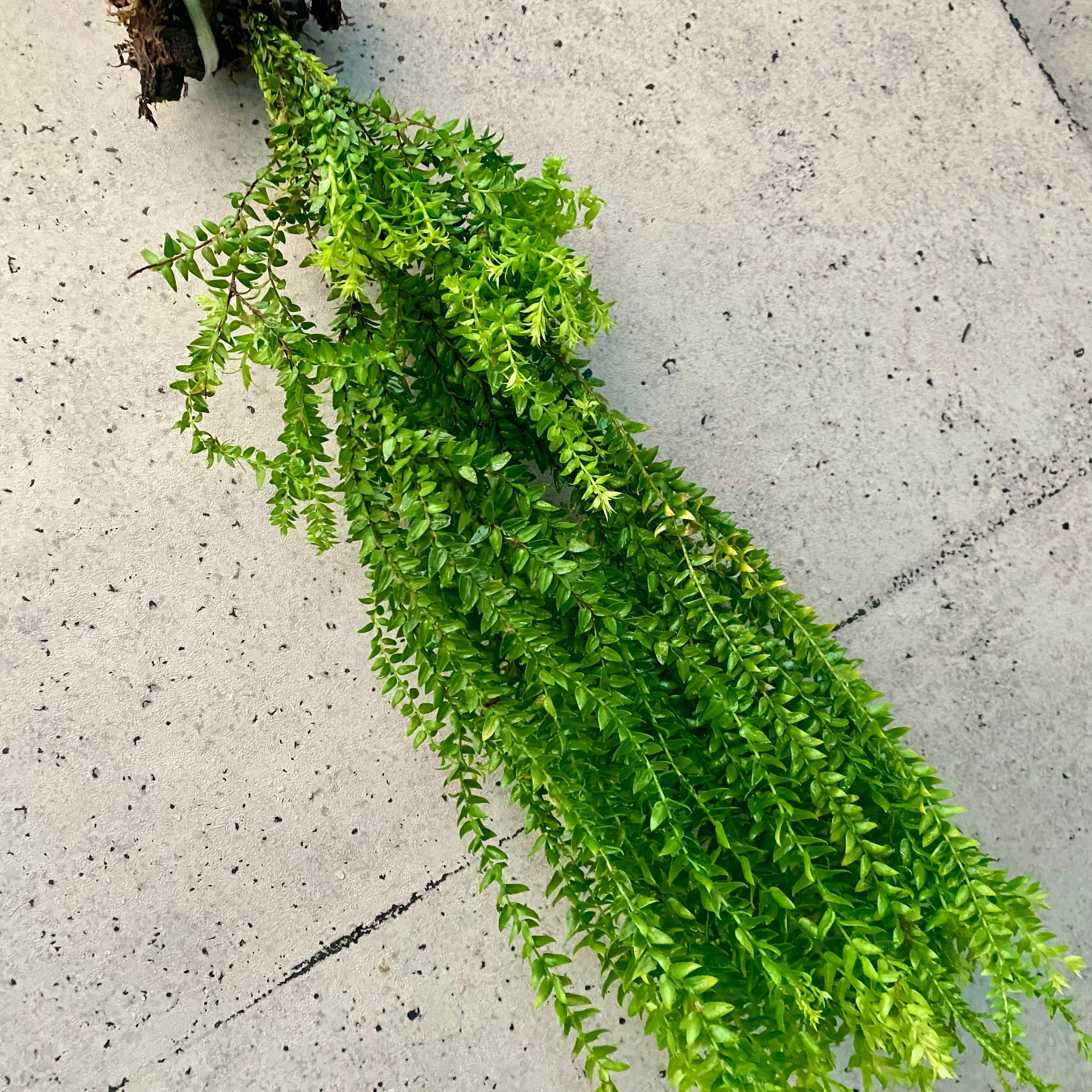 Planet Plants プラネットプランツ