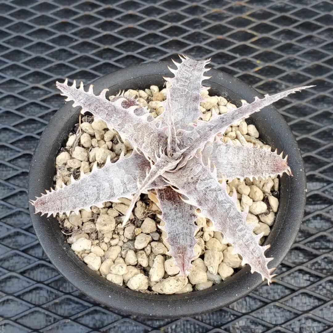 Dyckia Lucifer Otto hybrid 子株② Dyckia Lucifer Otto hybrid 子株① - メルカリ