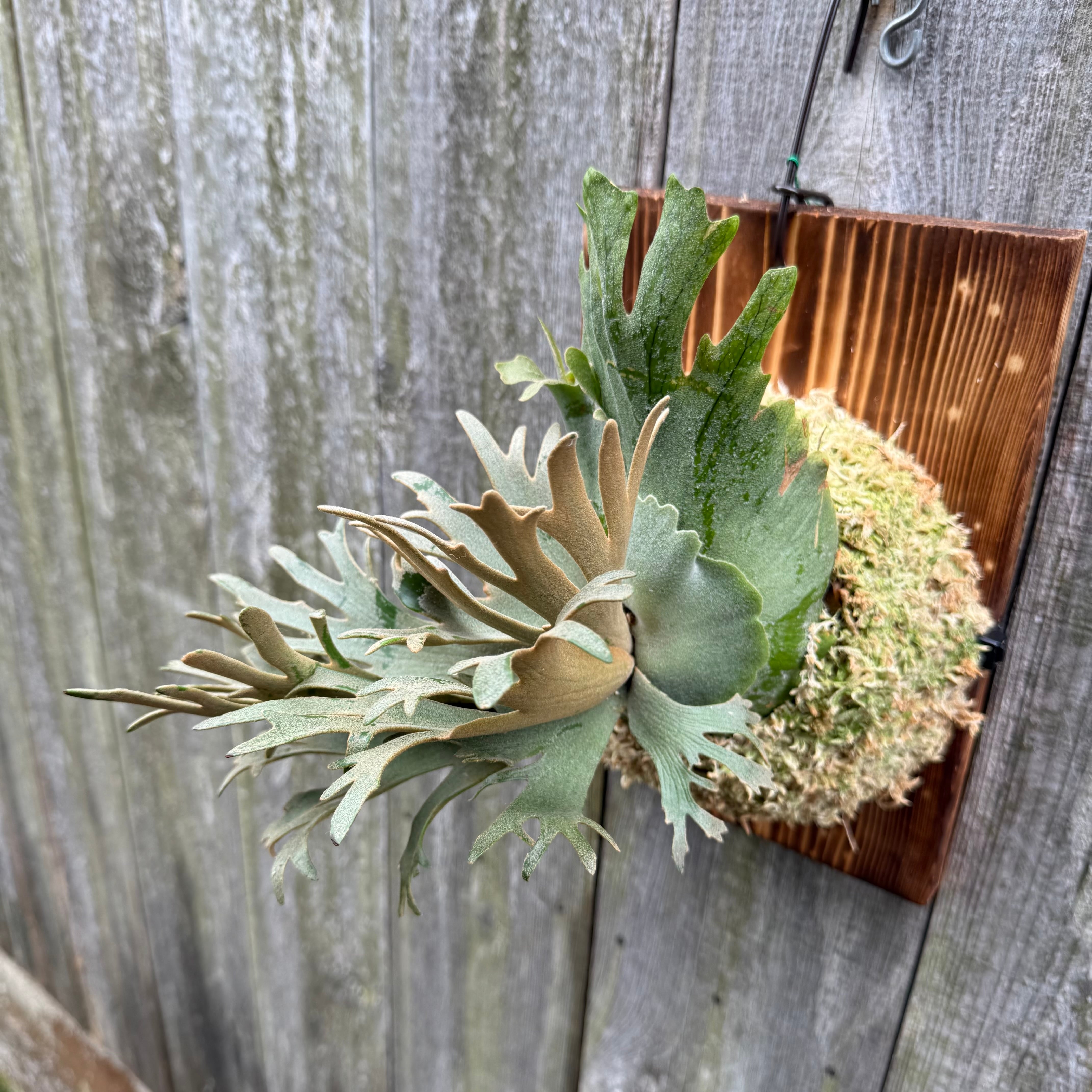 P.willinckii O.M.G sporeling | naturefix
