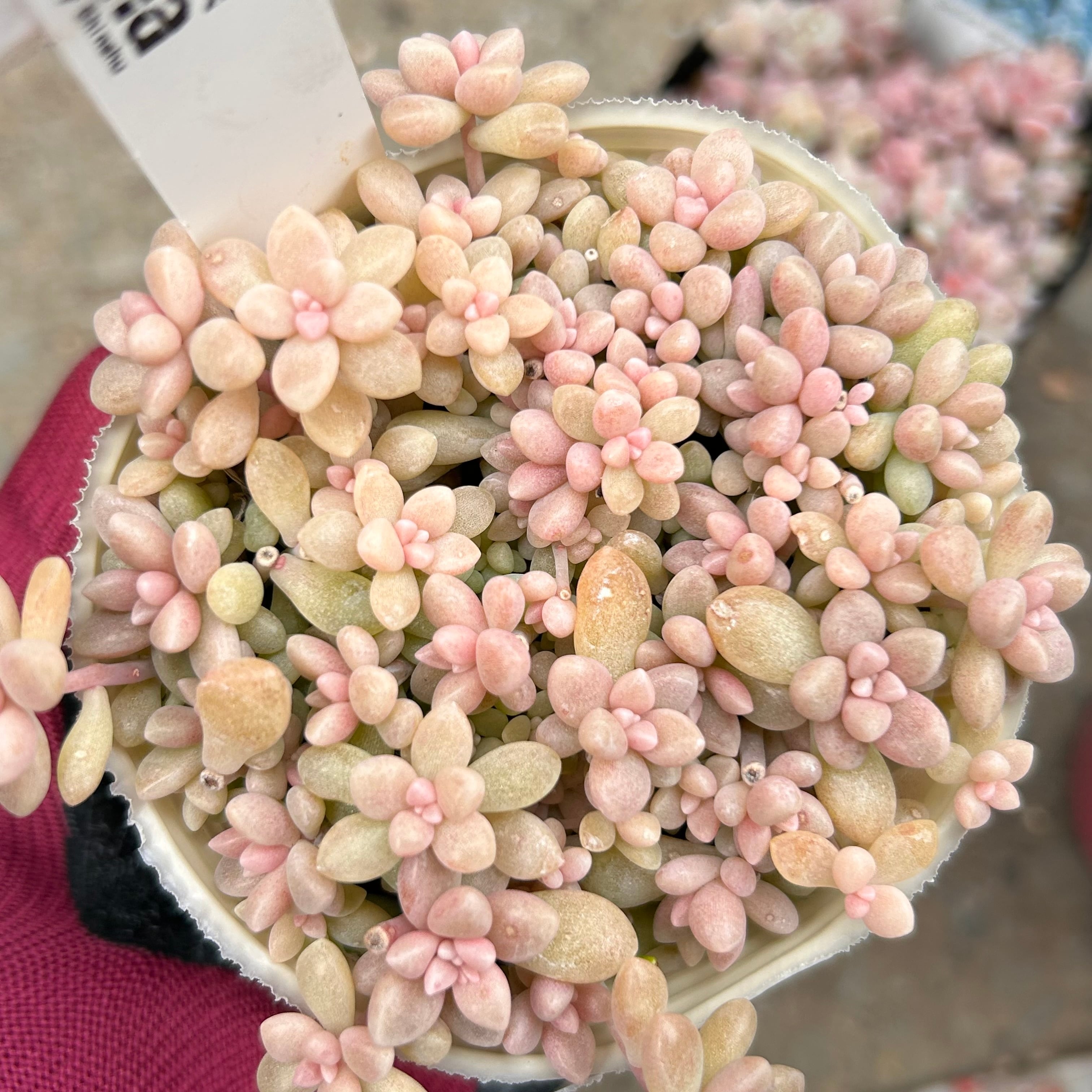 紅葉多肉(3点セット) | RuPo 多肉植物専門店