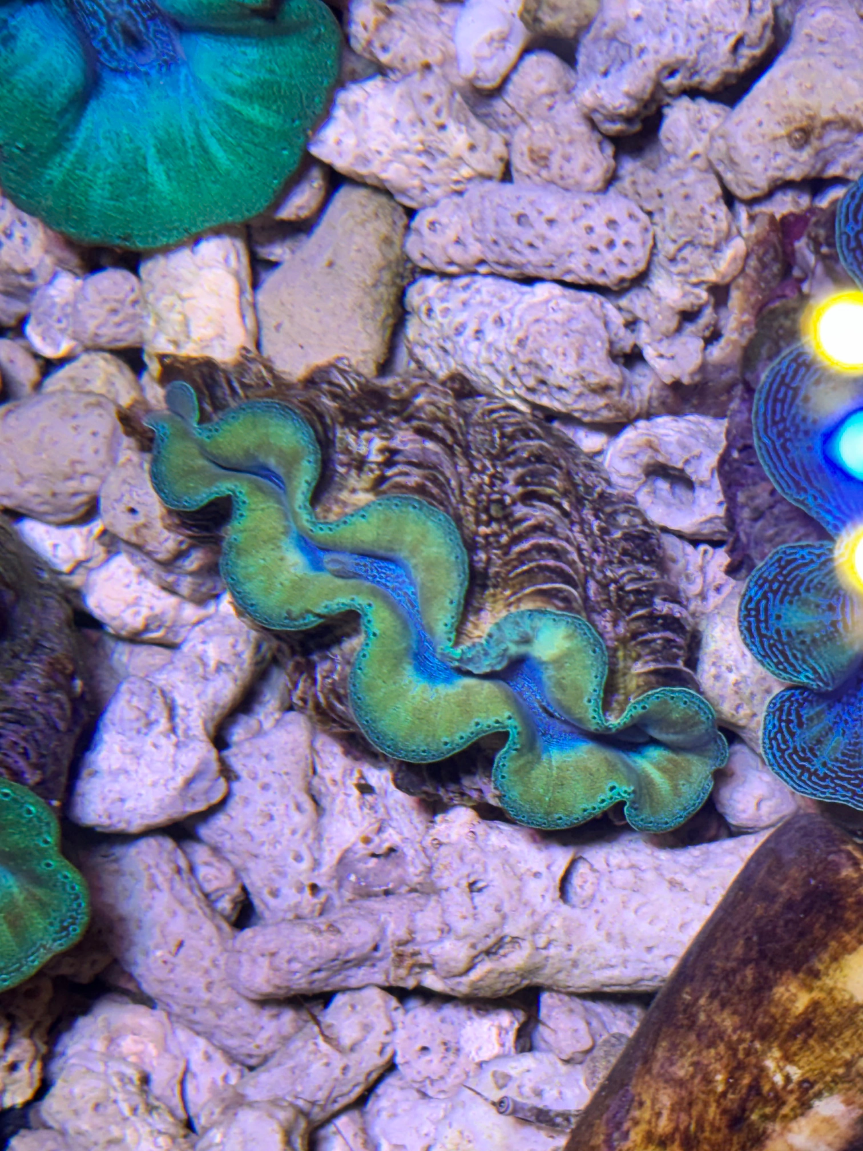 7 極美シャコガイ 海の恵み シャコ貝 宮古島産 | coleacoral