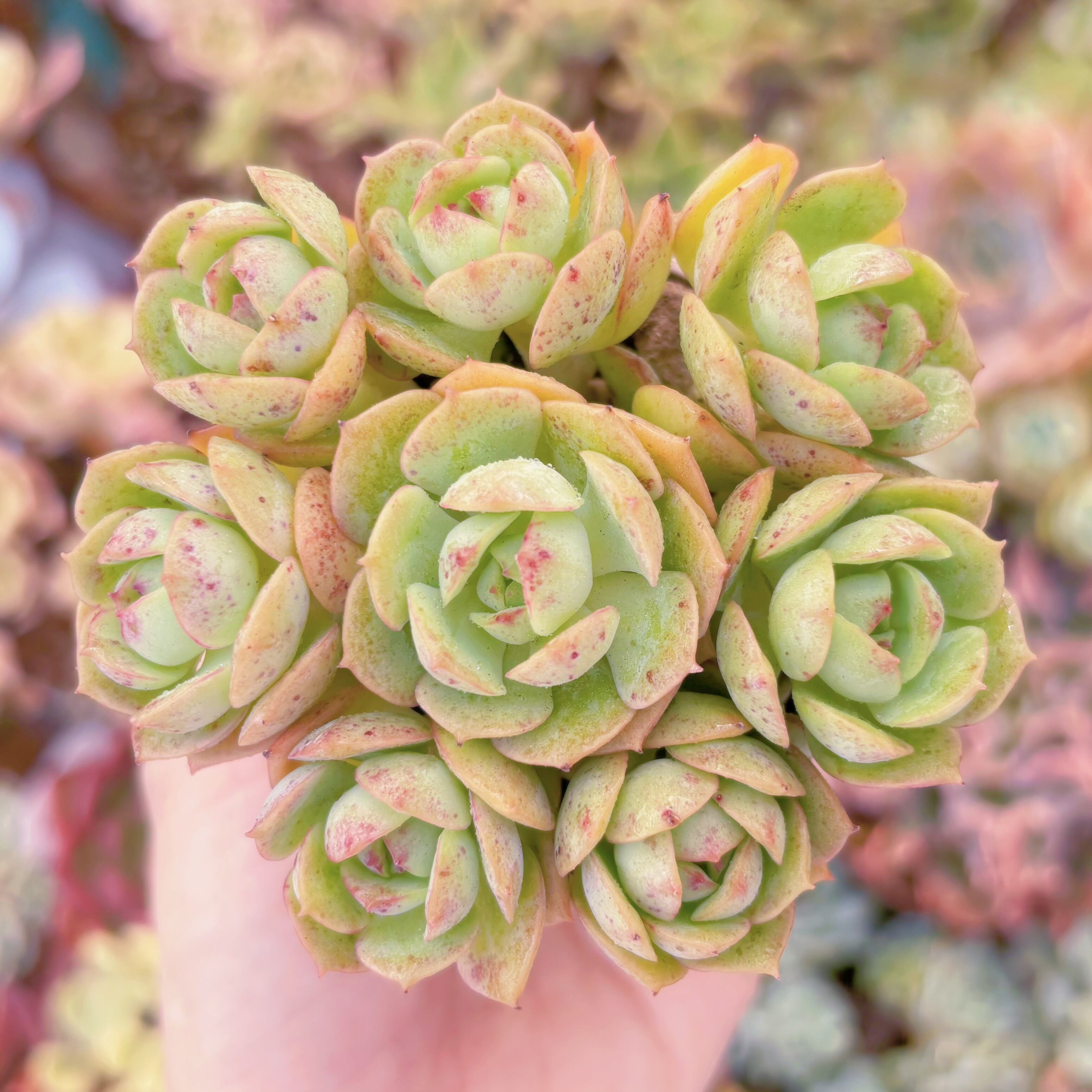 多肉植物 イタリアローズ(8頭) 新入荷 るる農園 | るる農園~多肉植物専門