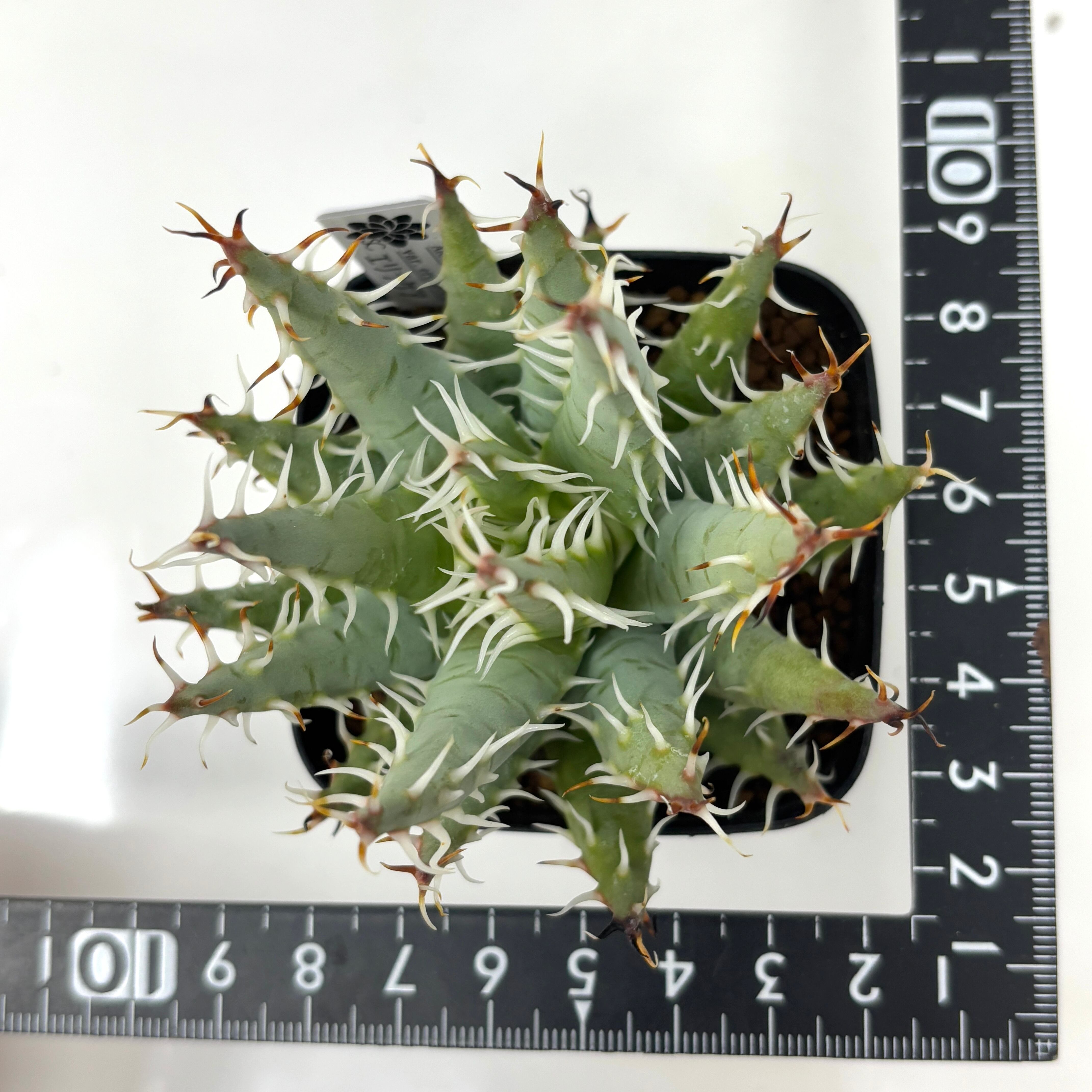 アロエ エリナケア【262】 | PROTOLEAF プロトリーフ