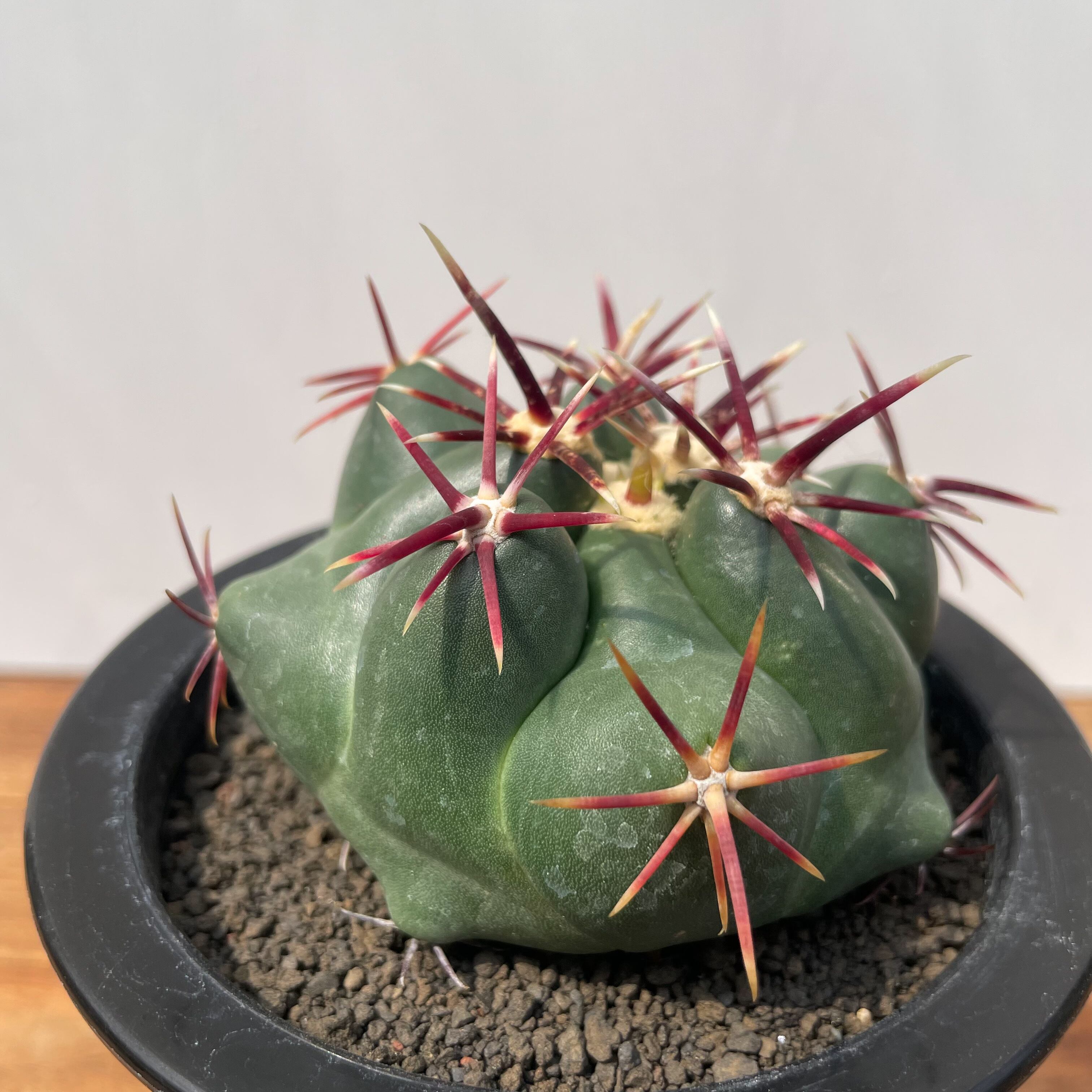 Thelocactus heterochromus【テロカクタス・強棘紅鷹】 | RIMO'S GREEN