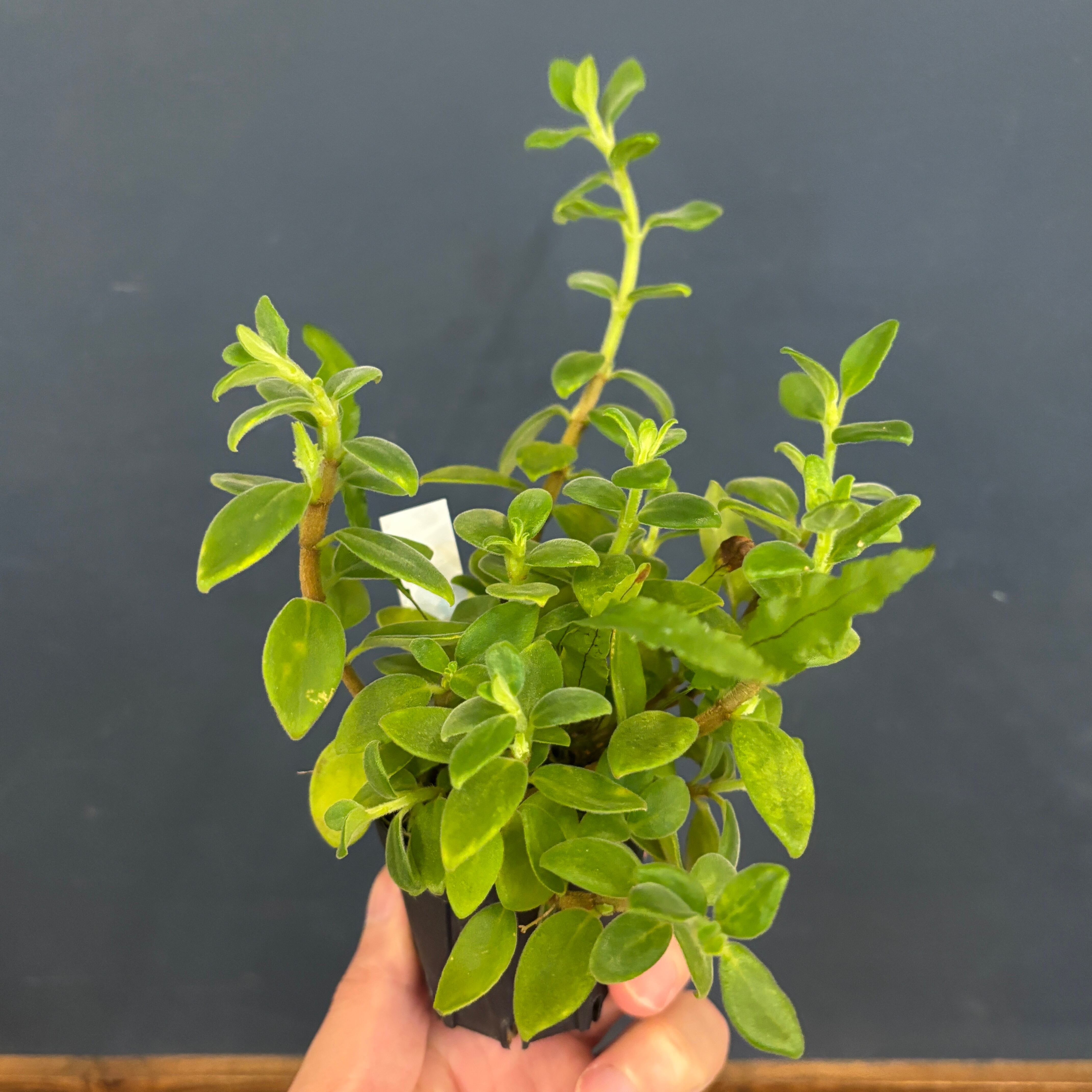 コルムネア tulae var. tomentulosa【901】 | PROTOLEAF プロトリーフ