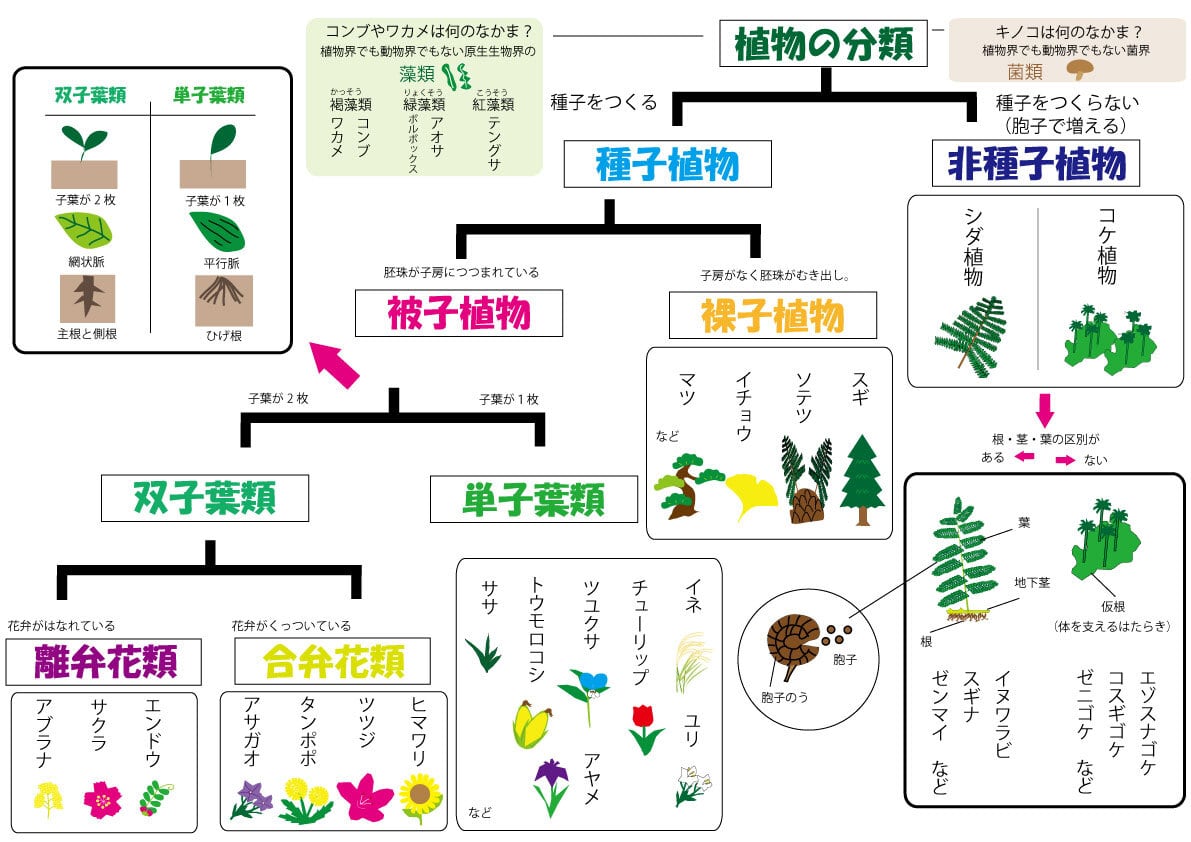 理科ポスターものの観察・植物の分類編 | miraibridge