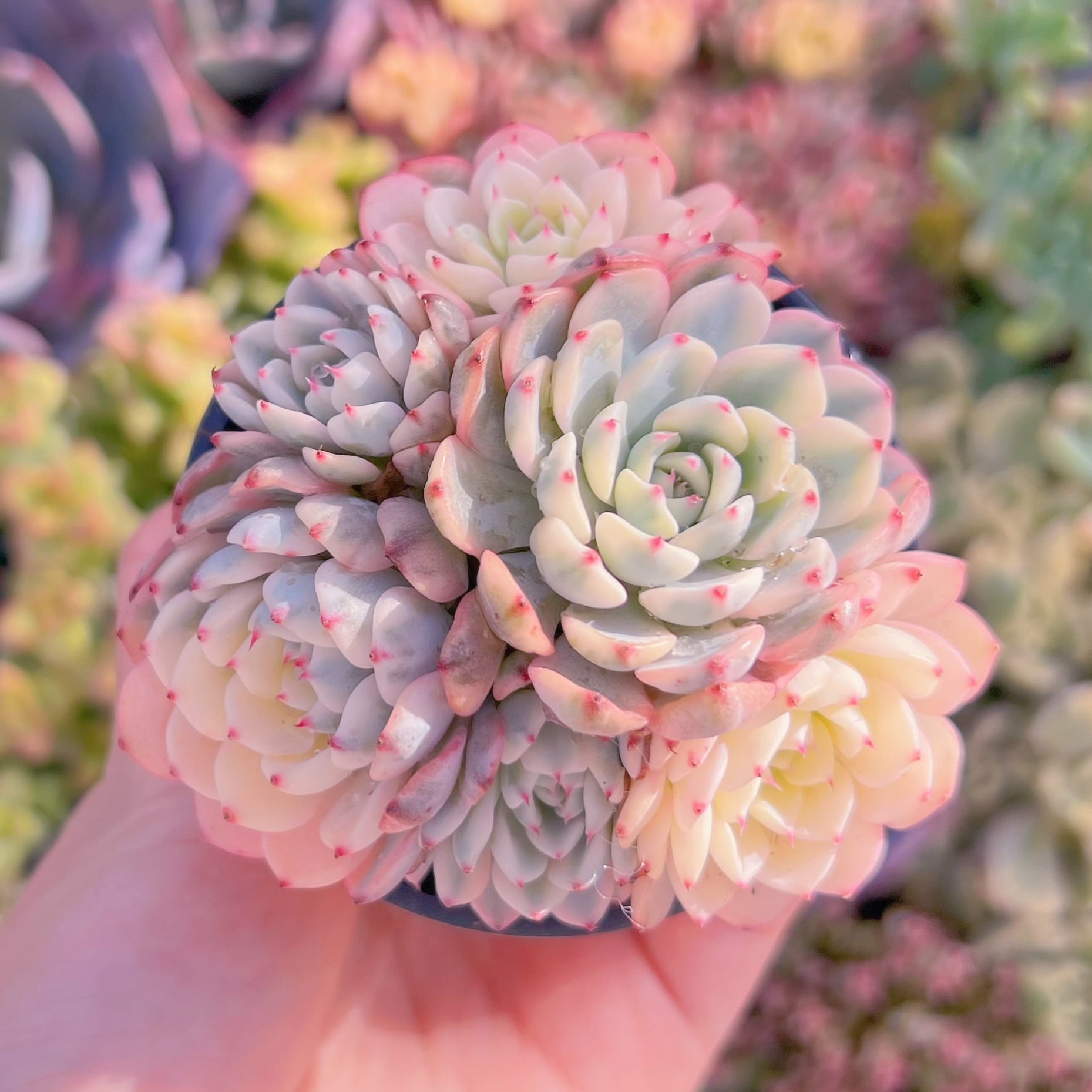 現品　ホワイトミニマ錦#2197　群生　るる農園