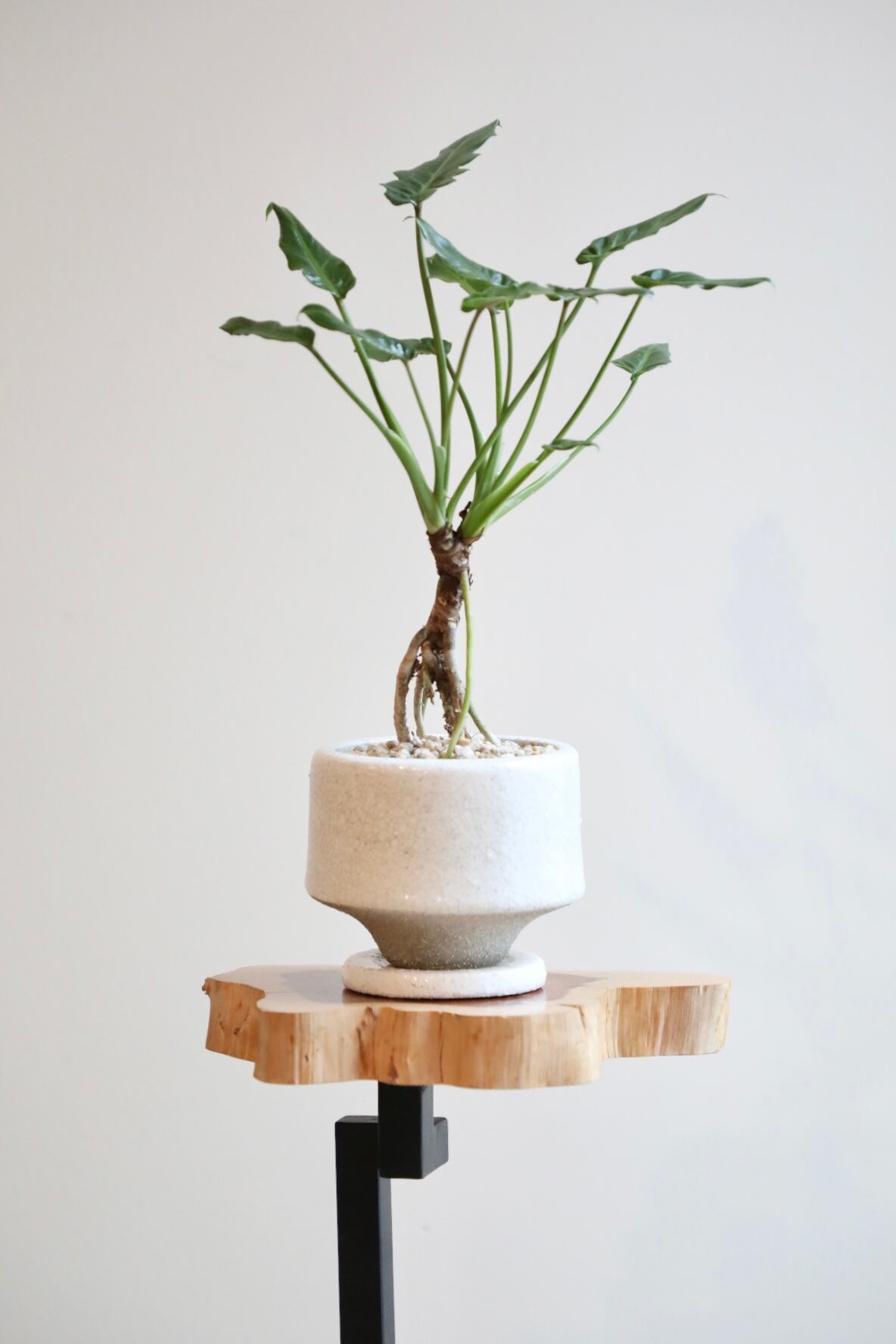 S】クッカバラ 根上り/Philodendron kookaburra ※陶器鉢付き | 【厳選